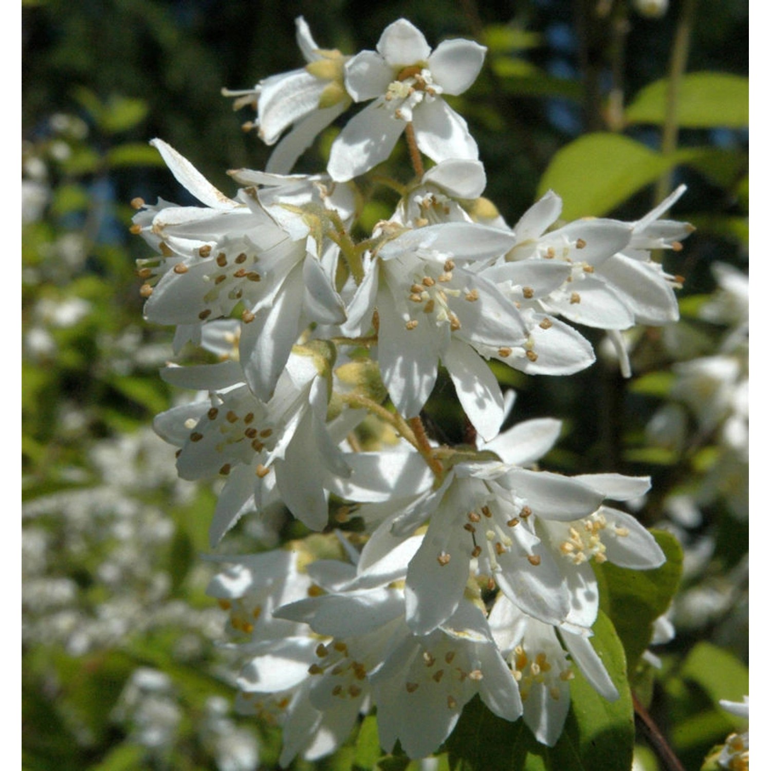 Hoher Sternchenstrauch 80-100cm - Deutzia magnifica günstig online kaufen