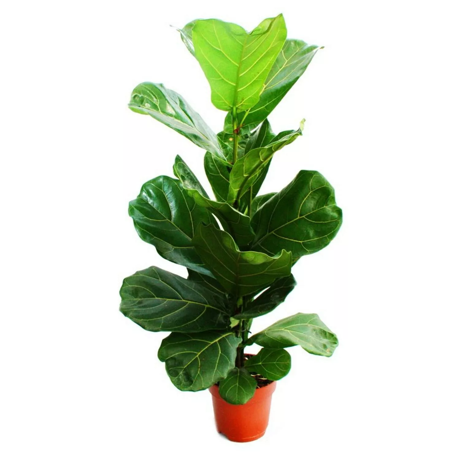 Exotenherz Ficus Lyrata Geigenfeige 17cm Topf günstig online kaufen