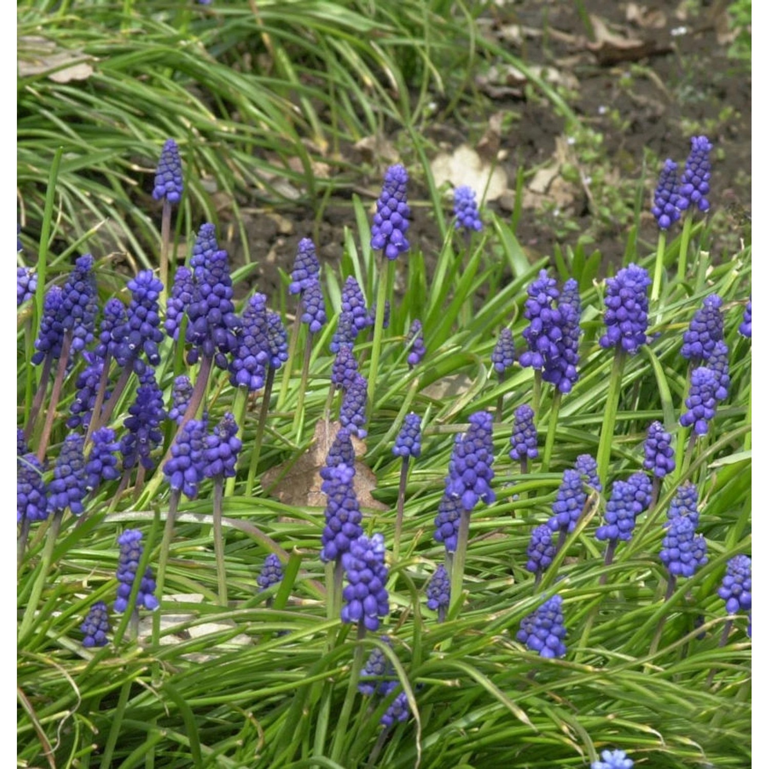 Armenische Traubenhyazinthe - Muscari armeniacum günstig online kaufen