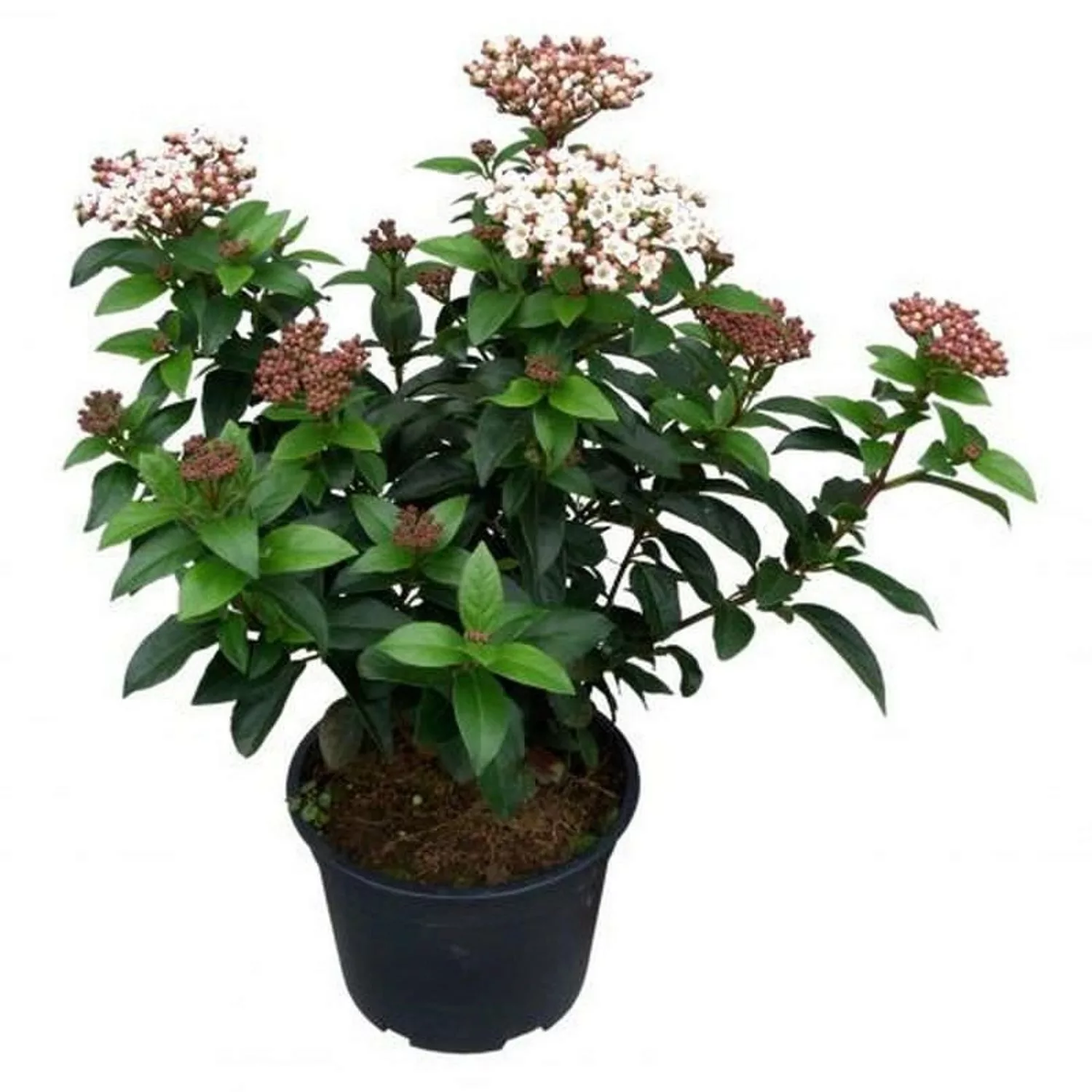 Mittelmeer Schneeball Lisa Rose 30-40cm - Viburnum tinus günstig online kaufen