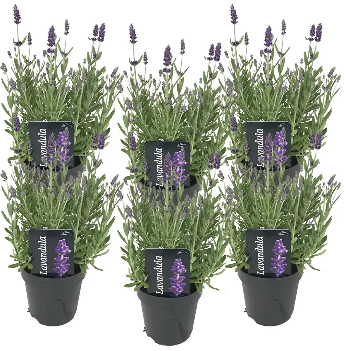 Casa Caron | 6er-Set Lavandula Angustifolia günstig online kaufen