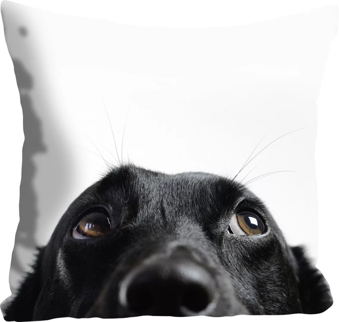 queence Dekokissen »Labby«, mit einem neugierigen Labrador, Kissenhülle ohn günstig online kaufen
