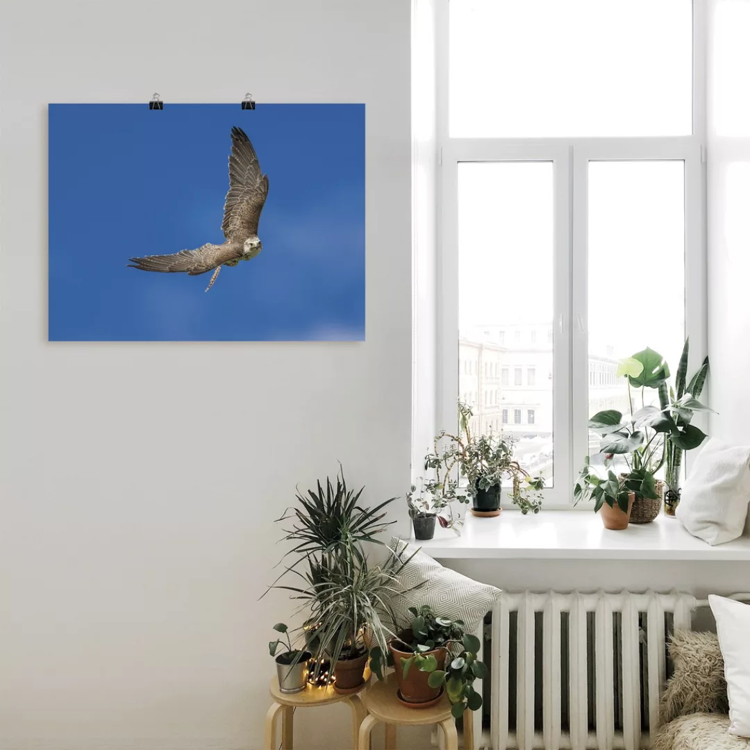 Artland Wandbild »Der Falke«, Vögel, (1 St.), als Leinwandbild, Poster in v günstig online kaufen