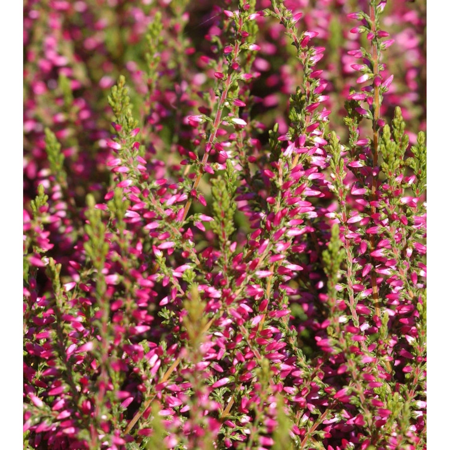 10x Knospenheide Gardengirls Jette - Calluna vulgaris günstig online kaufen