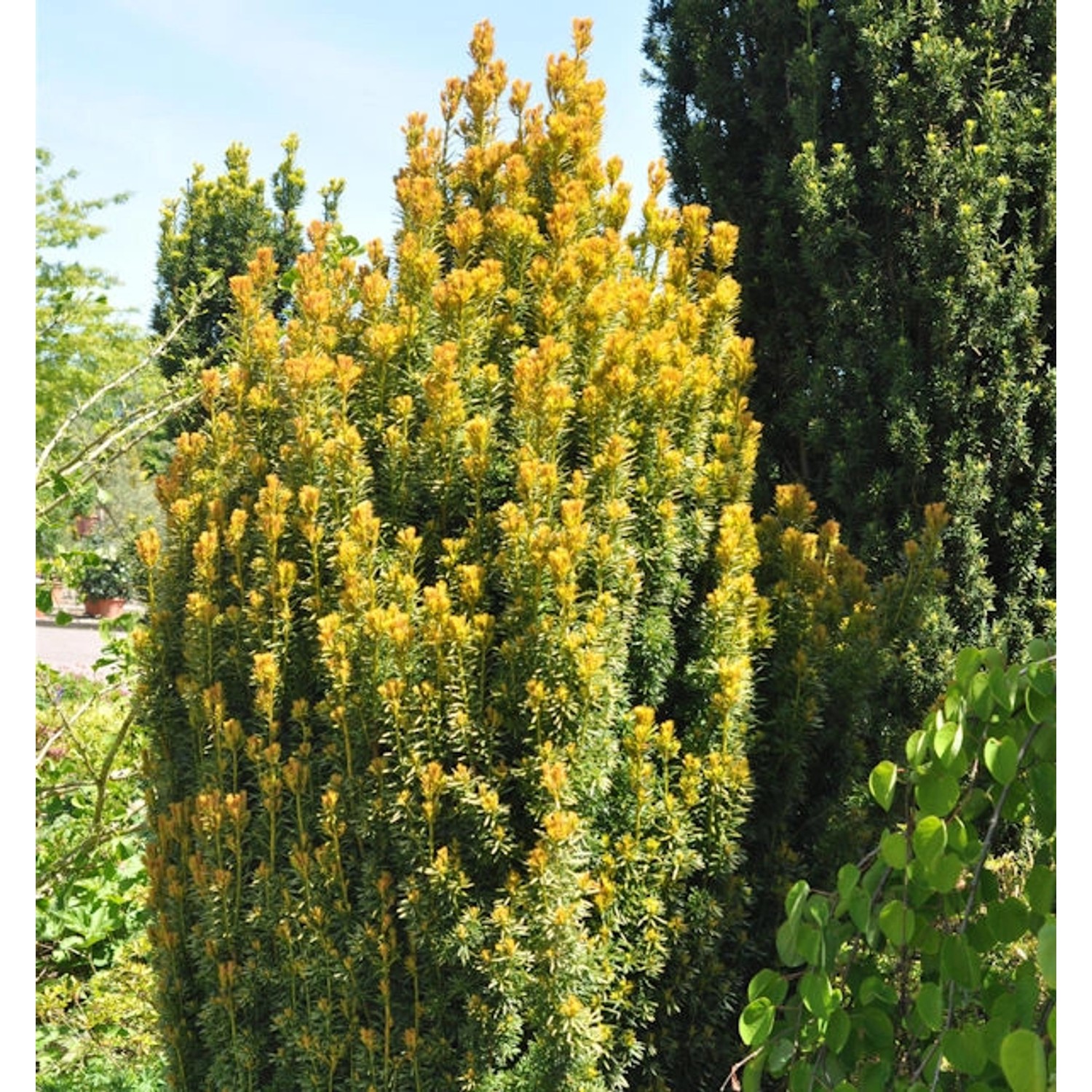 Eibe Germers Gold 30-40cm - Taxus baccata günstig online kaufen