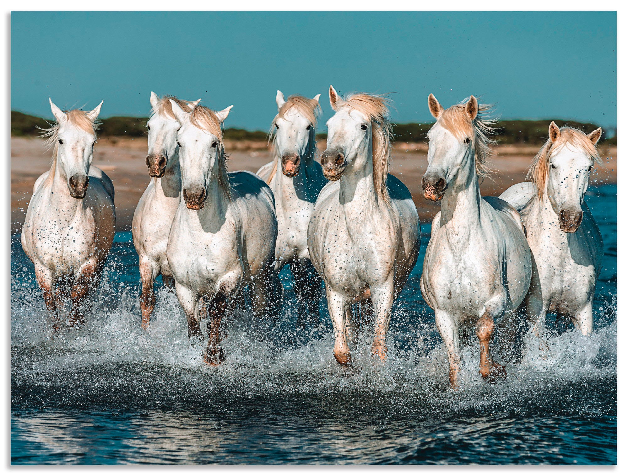 Artland Wandbild »Camargue Pferde galoppieren am Strand«, Haustiere, (1 St. günstig online kaufen