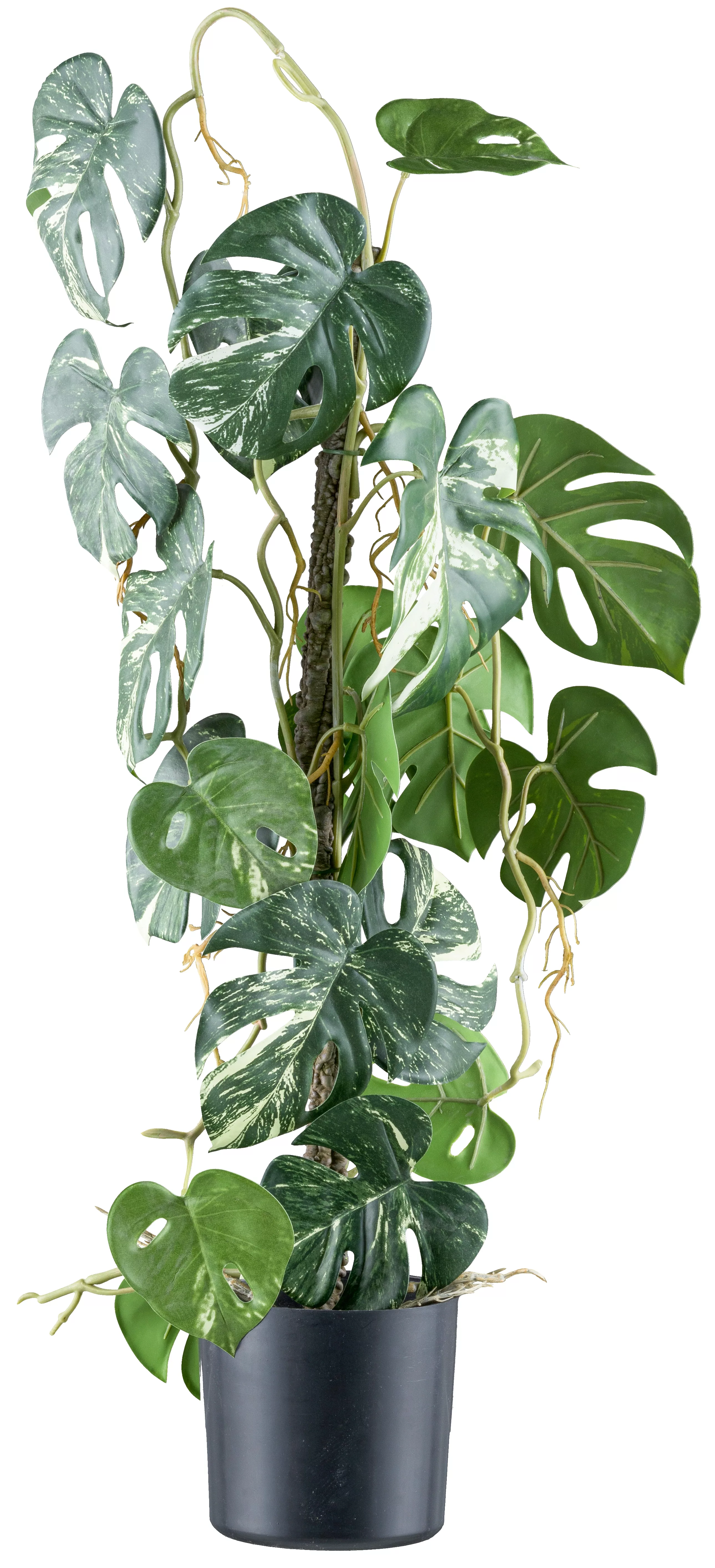 Creativ green Kunstpflanze "Philodendron varigata", mit verschlungenem Stam günstig online kaufen