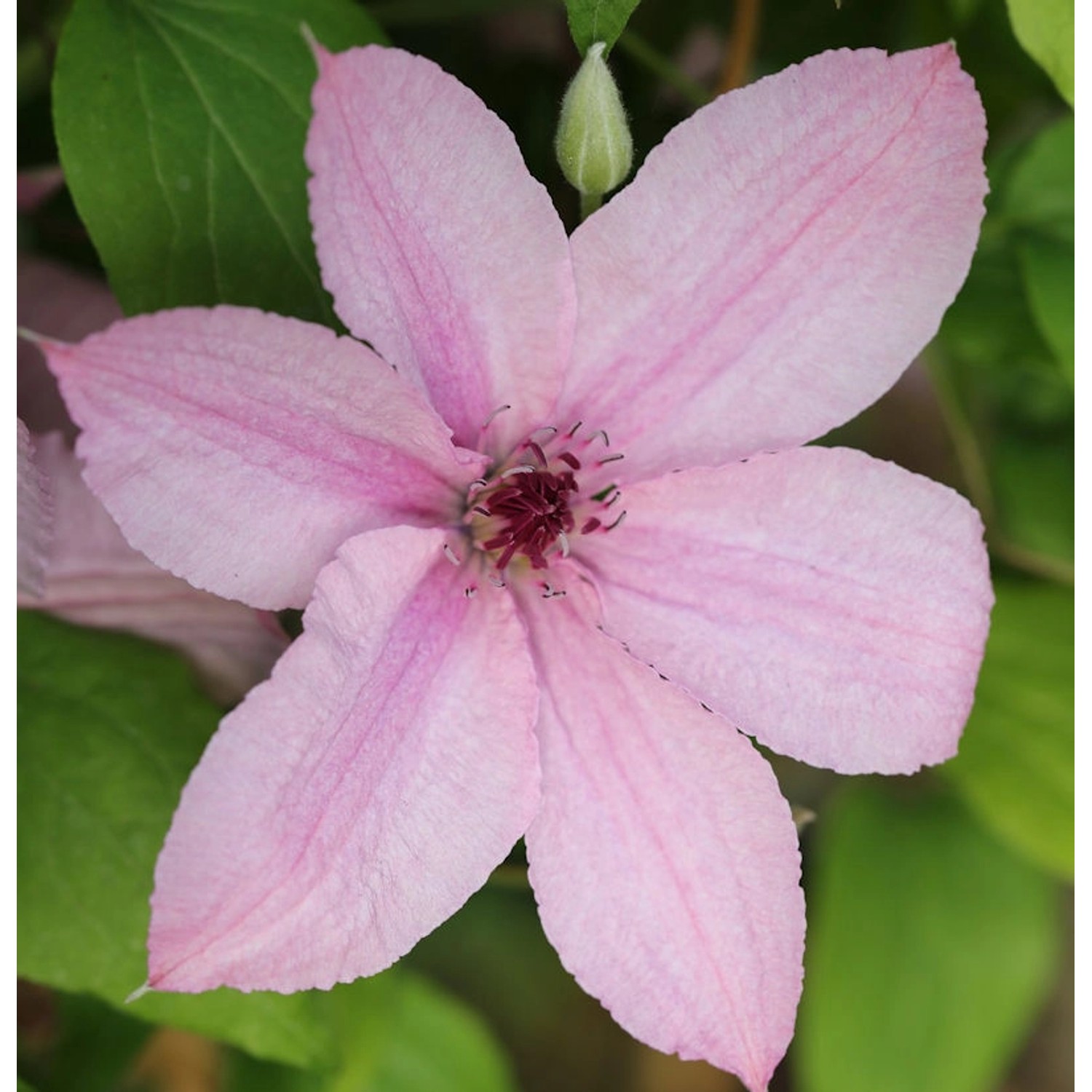 Waldrebe Hagley Hybrid 40-60cm - Clematis günstig online kaufen