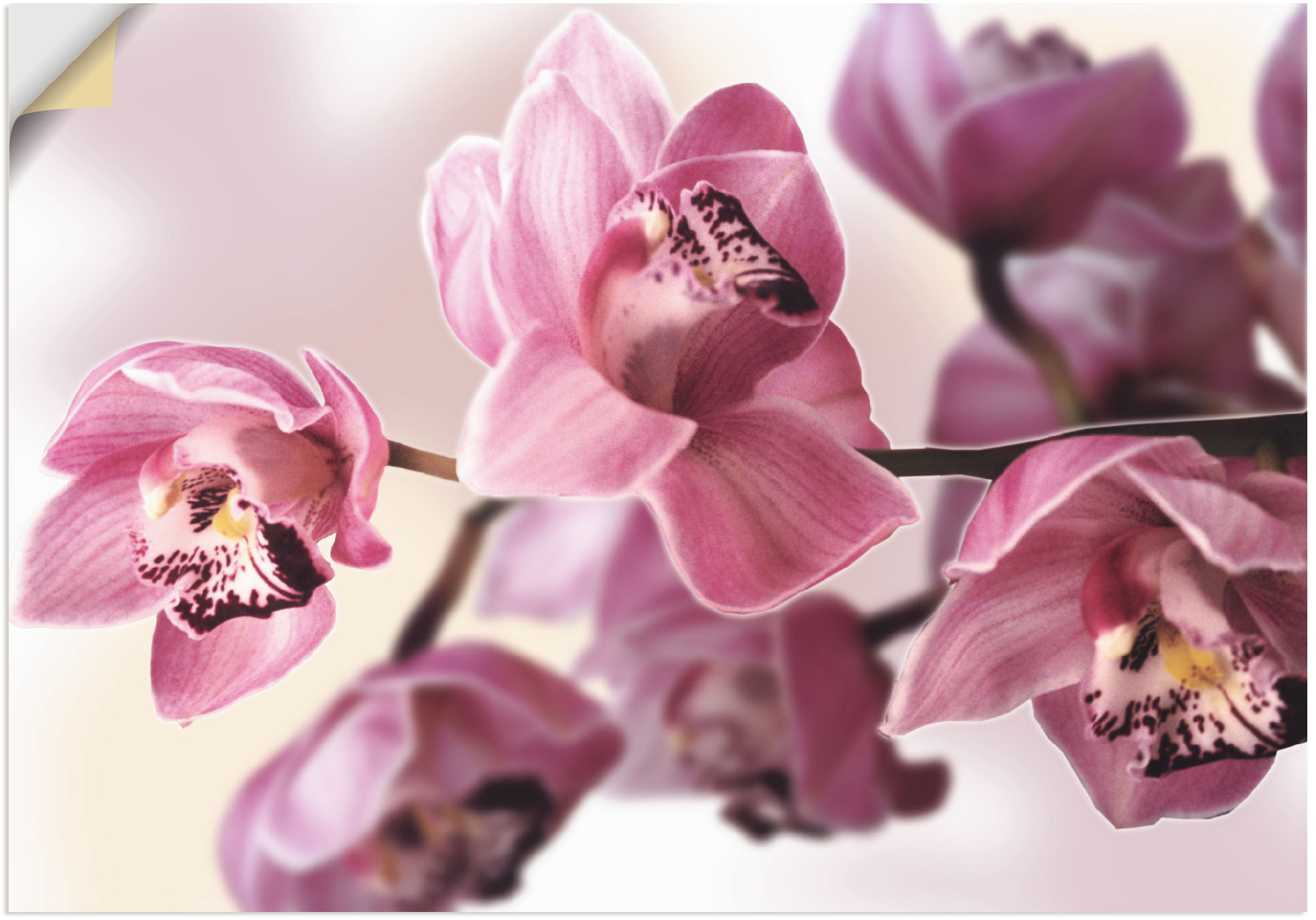 Artland Wandbild »Rosa Orchidee«, Blumenbilder, (1 St.), als Alubild, Outdo günstig online kaufen