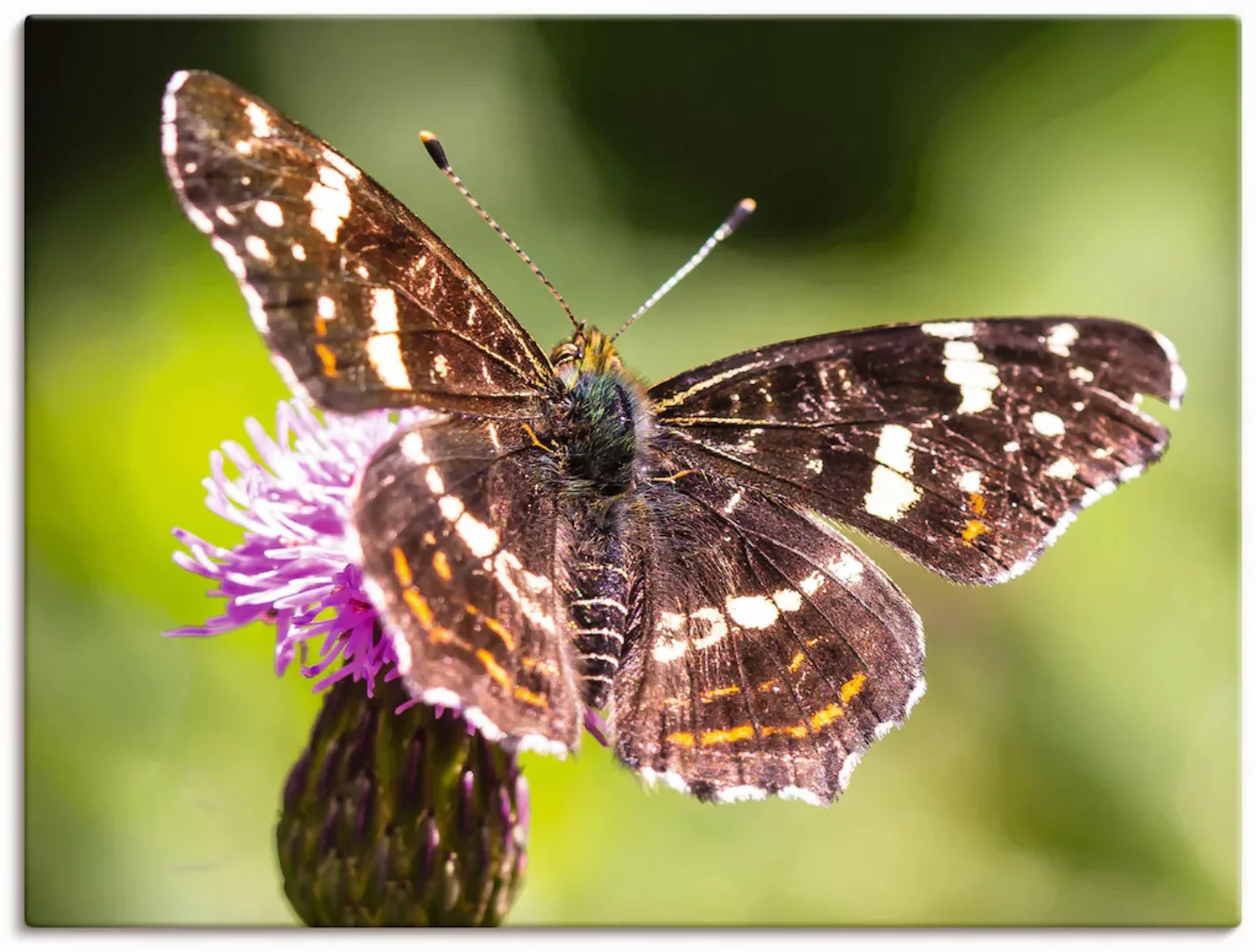 Artland Leinwandbild "Sommer", Schmetterlinge, (1 St.), auf Keilrahmen gesp günstig online kaufen