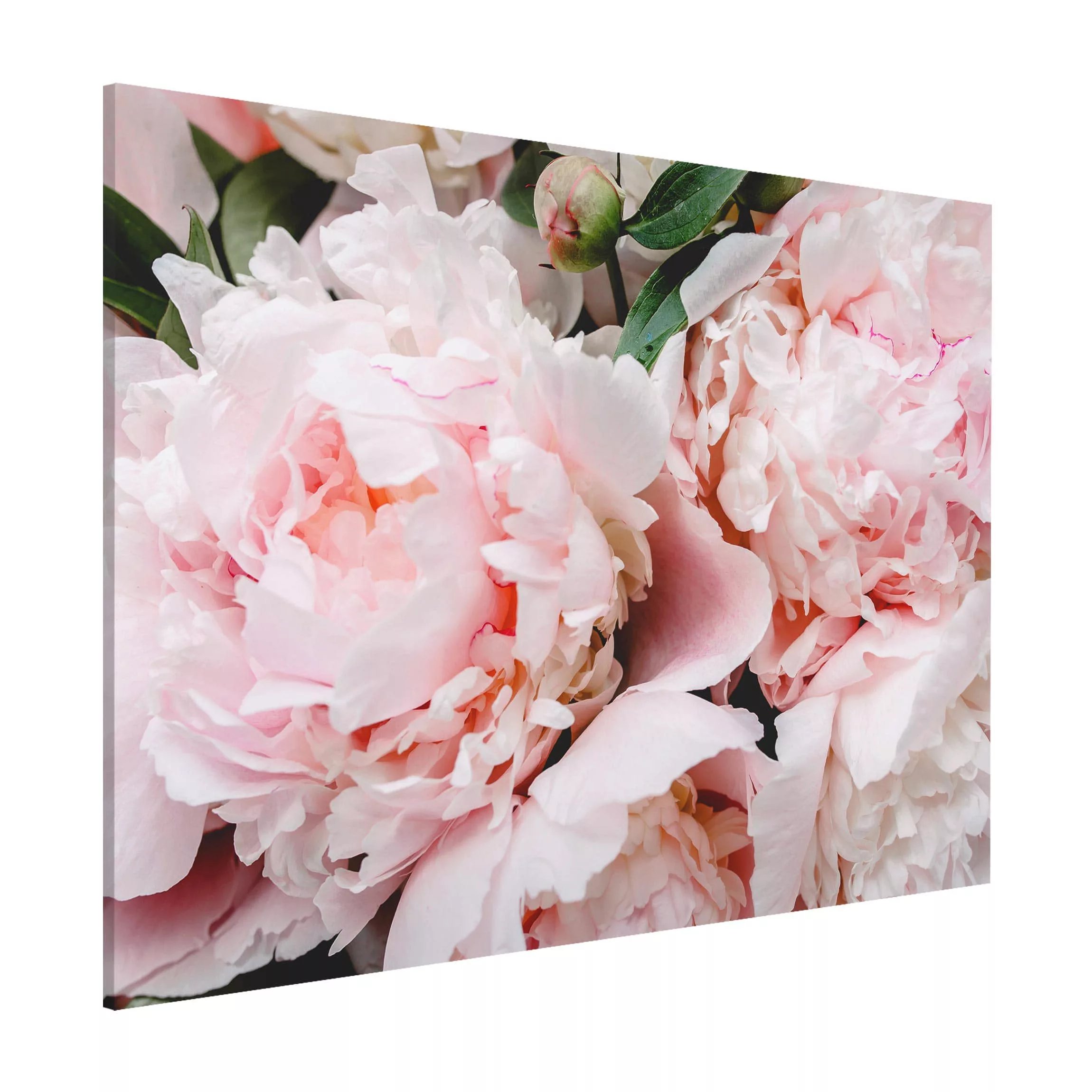 Magnettafel Blumen - Querformat 4:3 Pfingstrosen Hellrosa günstig online kaufen