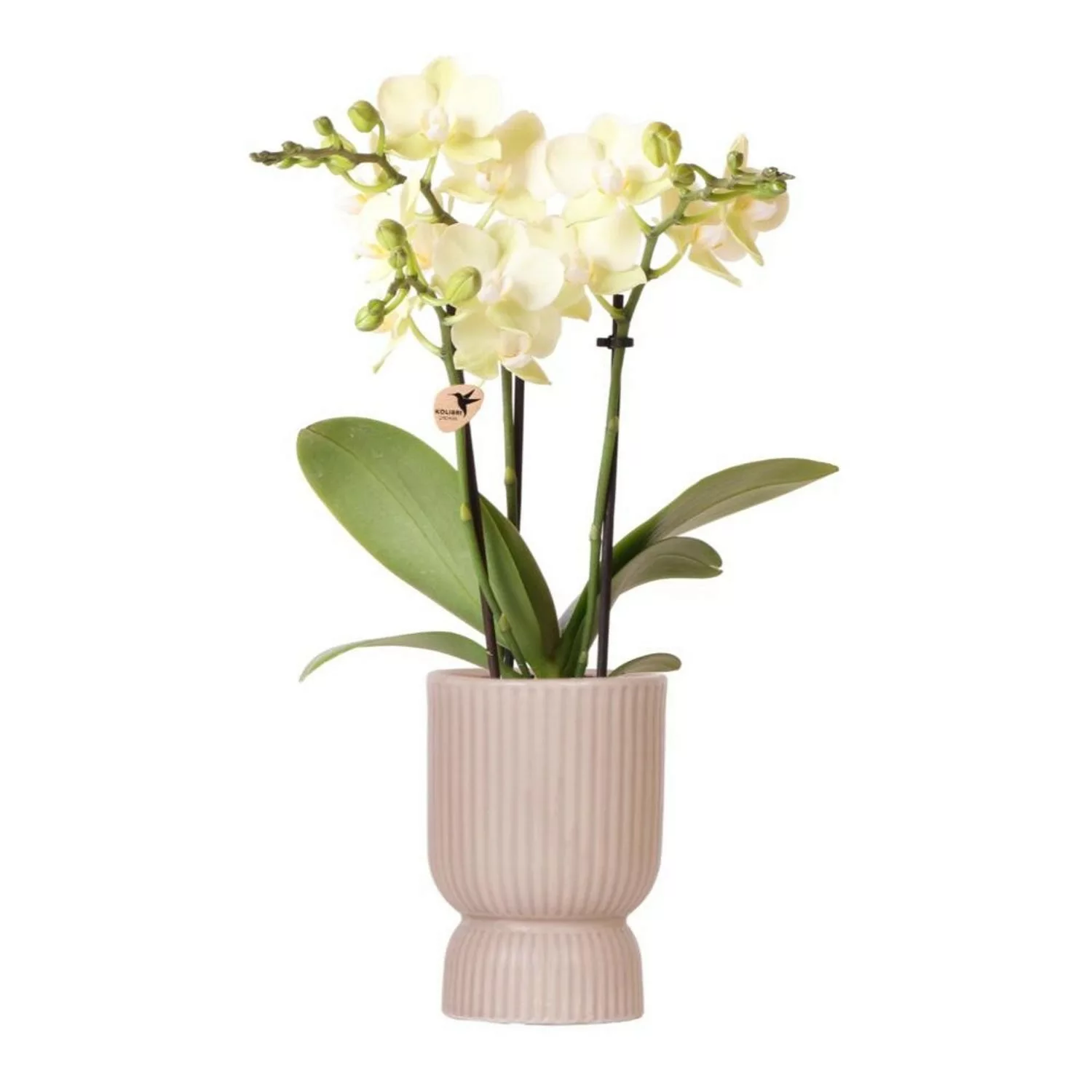 Kolibri Orchideen gelbe Phalaenopsis Orchidee Mexiko Topfgröße 9cm günstig online kaufen