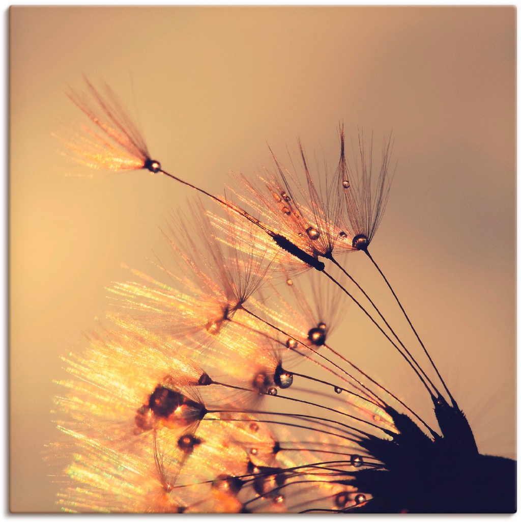 Artland Leinwandbild "Pusteblume Goldene Schirmchen", Blumen, (1 St.), auf günstig online kaufen