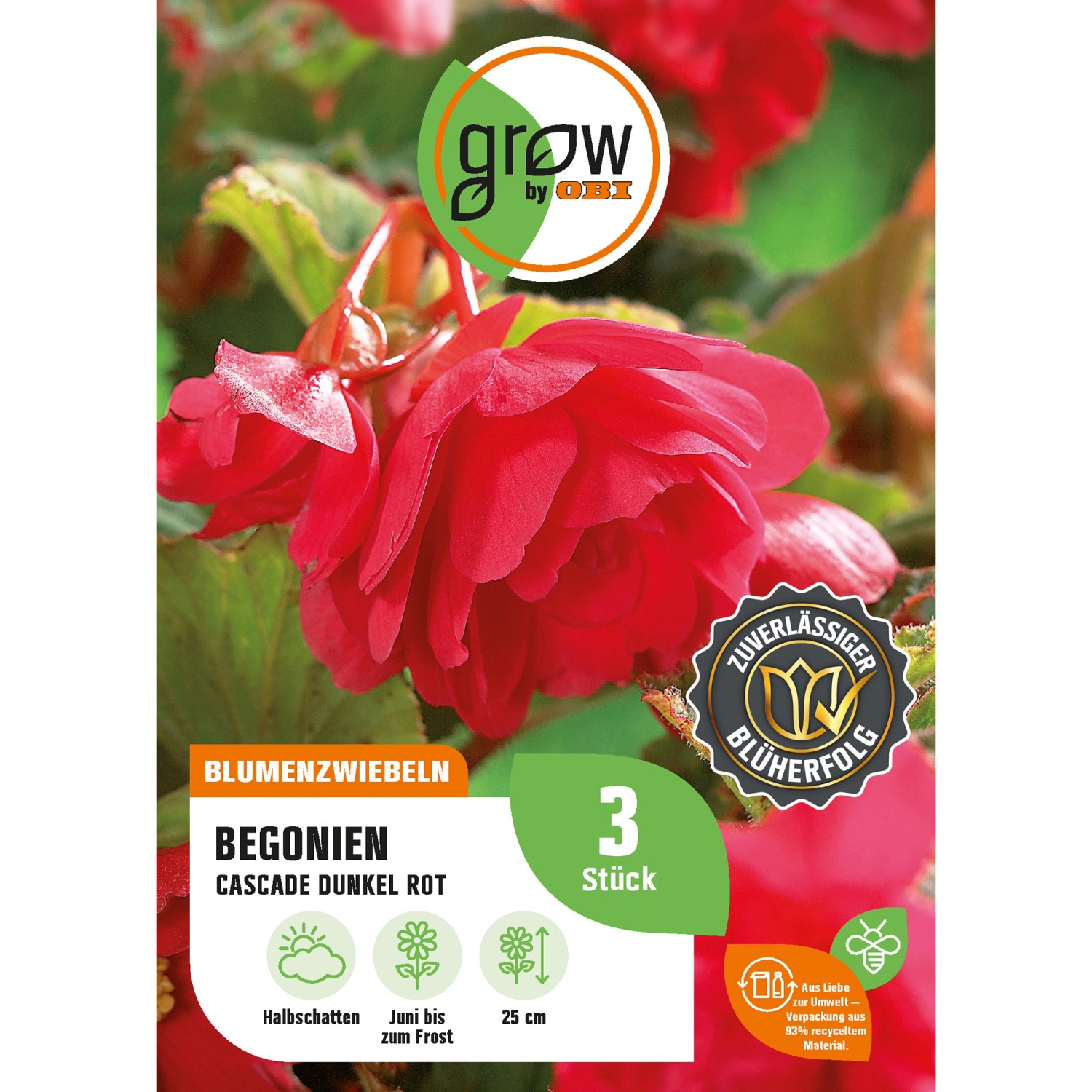 GROW by OBI Begonie Cascade Dunkelrot Höhe ca. 25 cm Begonia cascade günstig online kaufen