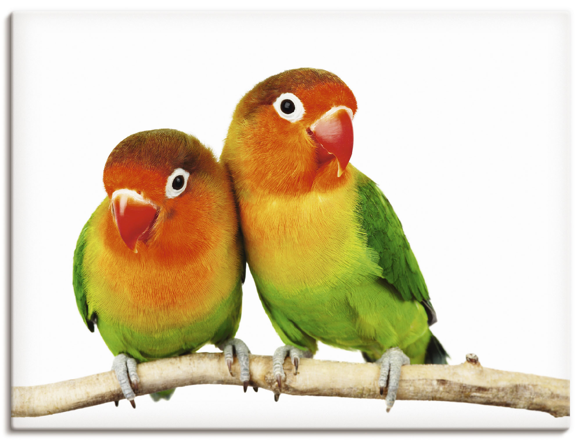 Artland Wandbild »Paar von Grauköpfchen - Papageien«, Vögel, (1 St.), als L günstig online kaufen