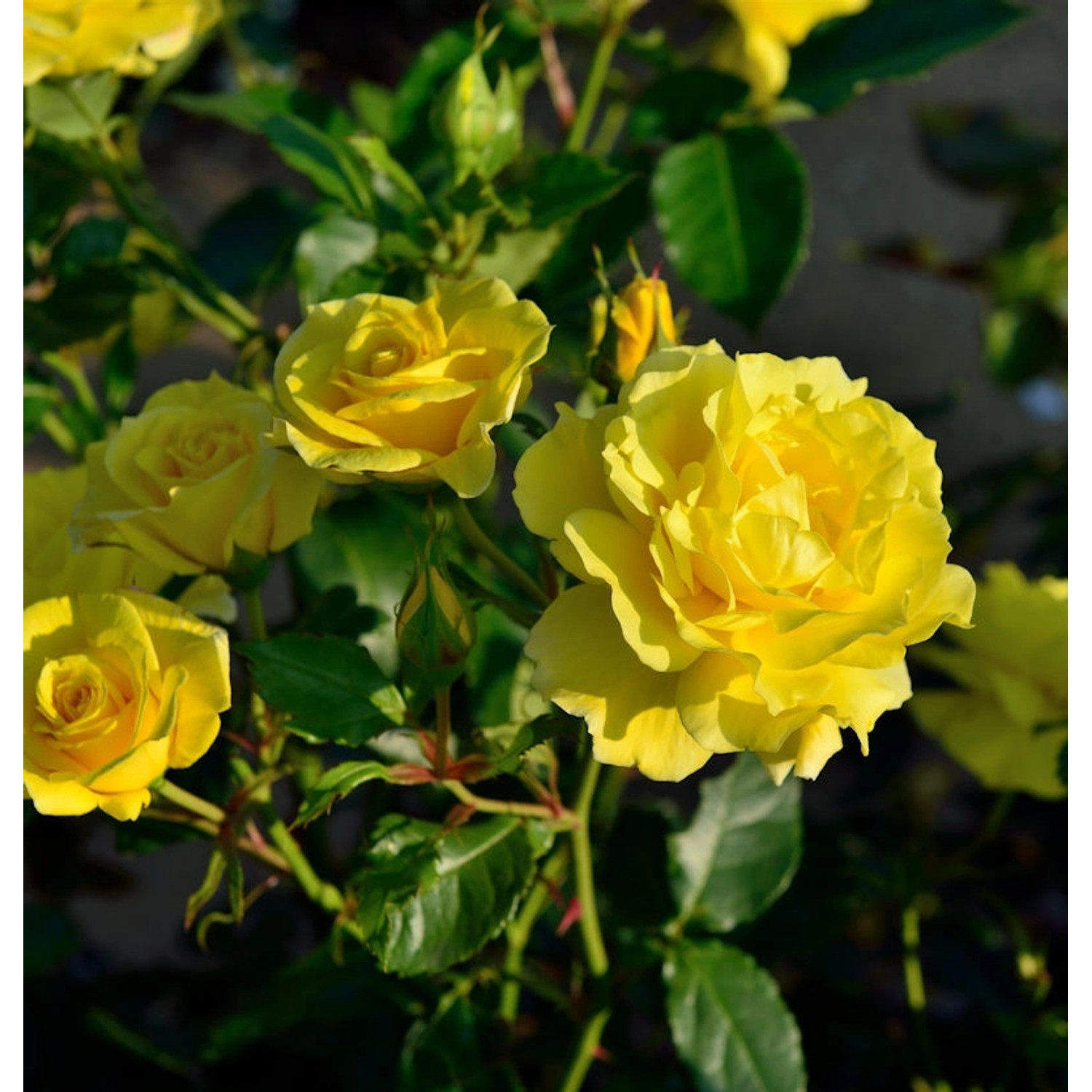 Floribundarose Friesia 30-60cm günstig online kaufen