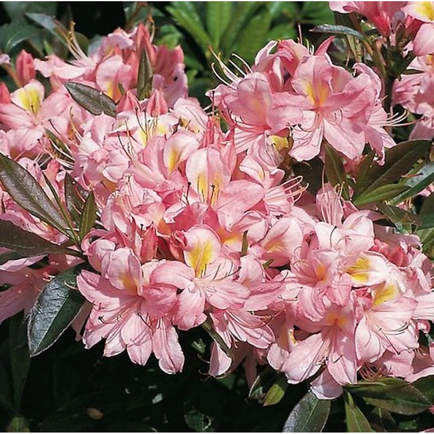 Rhododendron Juniduft 60-70cm - Rhododendron viscosum günstig online kaufen