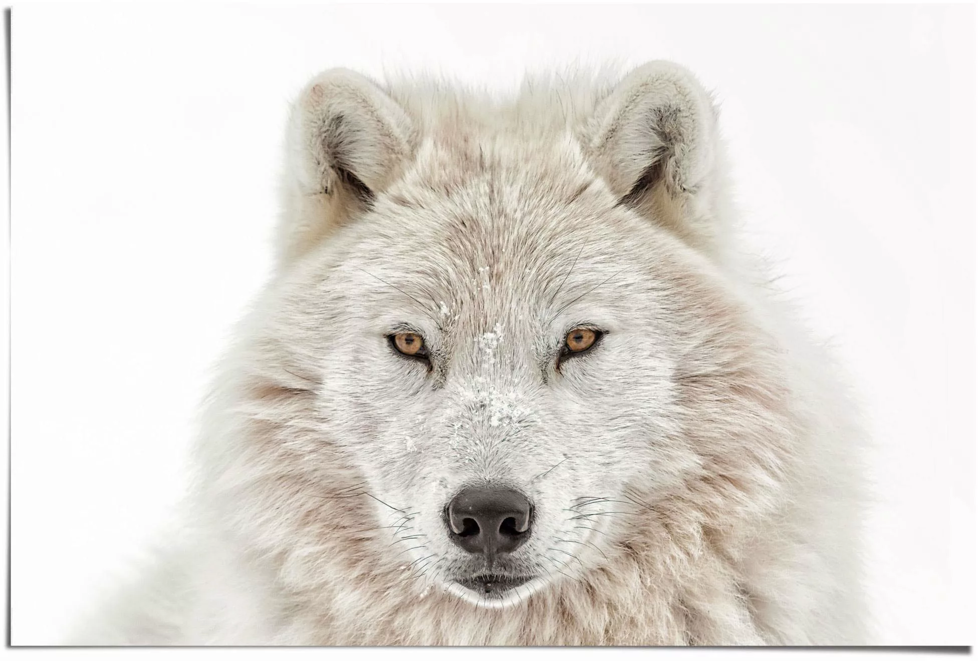 Reinders Poster "Weisser Wolf", (1 St.) günstig online kaufen