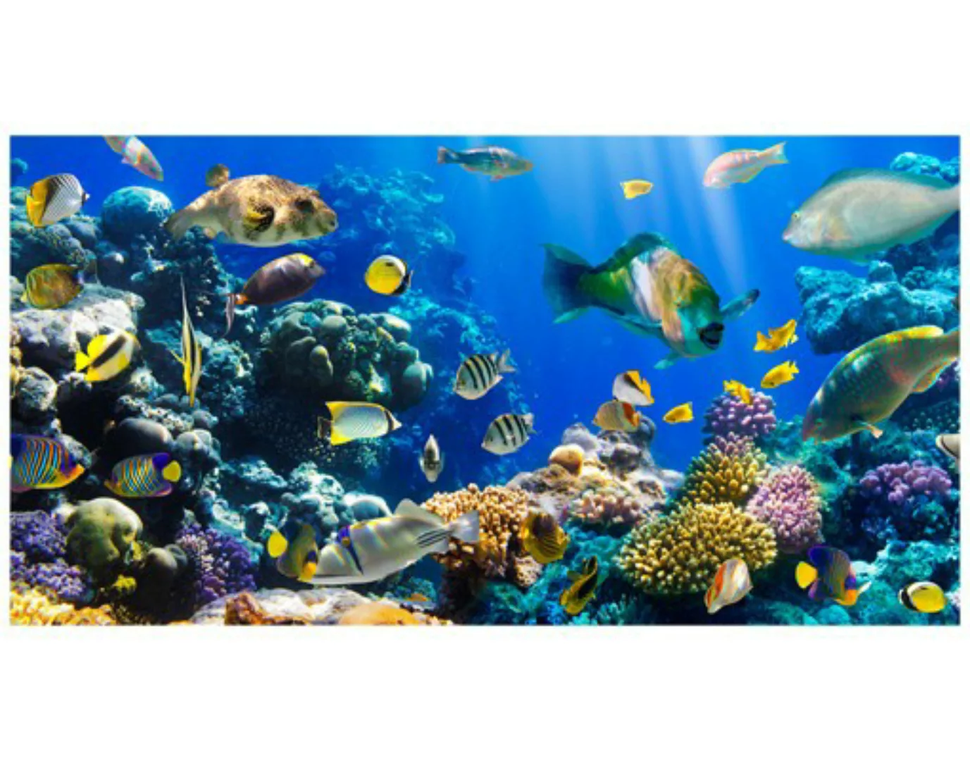 Fensterfolie Underwater Reef günstig online kaufen