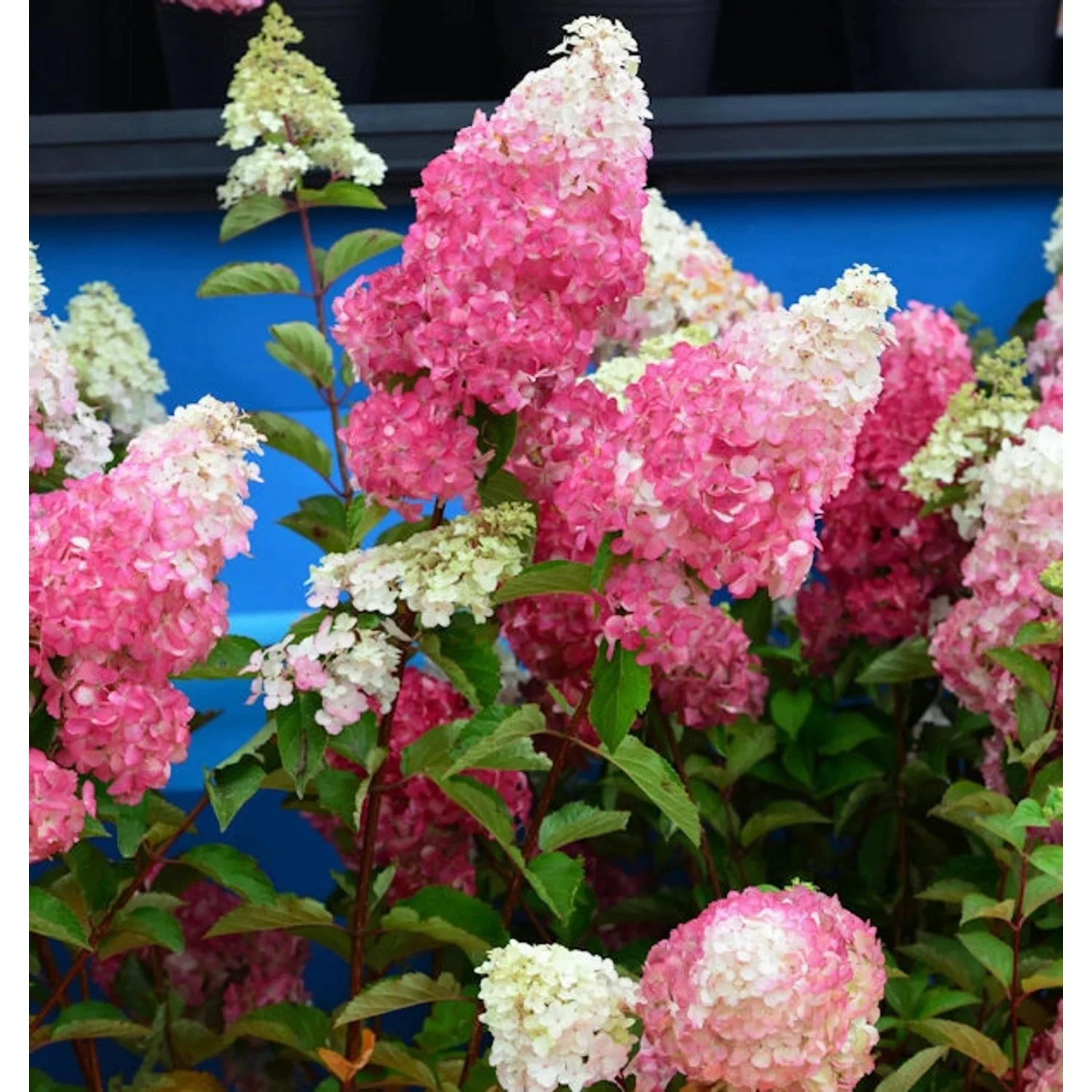 Rispenhortensie Fraise Melba 100-125cm - Hydrangea paniculata günstig online kaufen