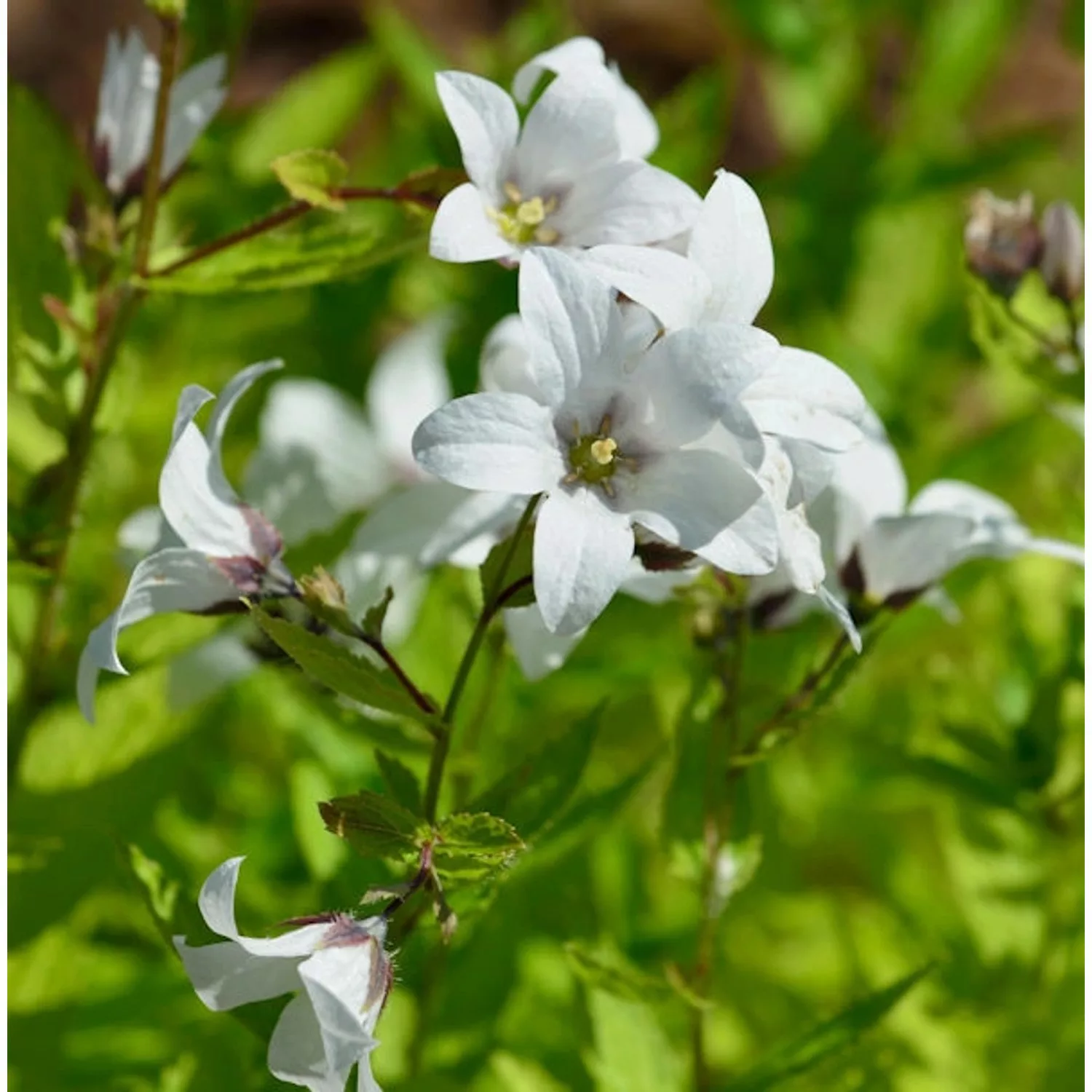 Doldenglockenblume Alba - Campanula lactiflora günstig online kaufen