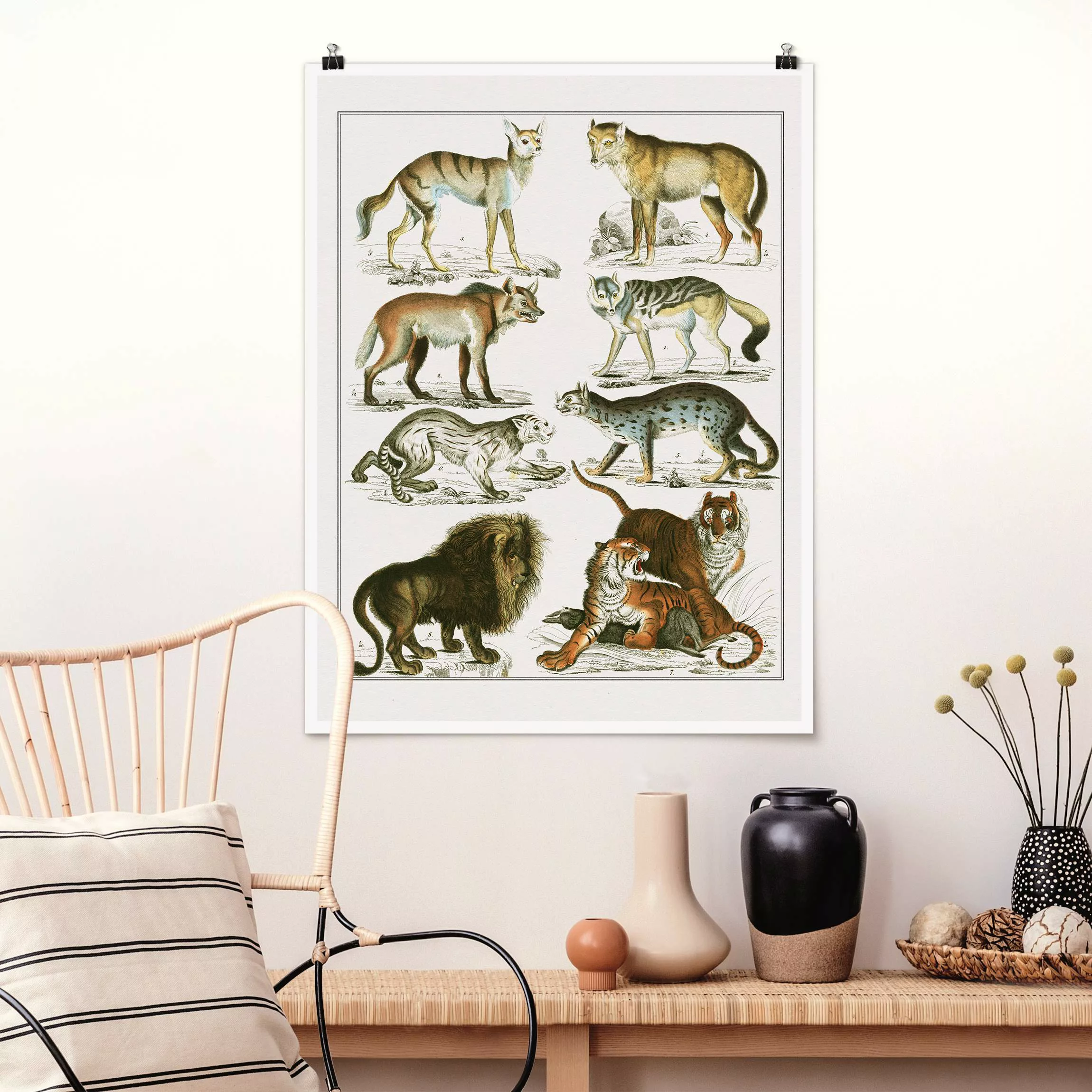 Poster Vintage Lehrtafel Löwe, Tiger und Schakal günstig online kaufen