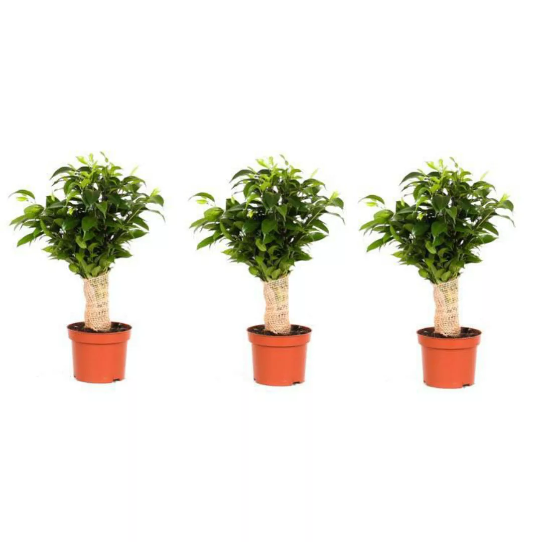 OH2 | Set mit 3 Zimmerpflanzen Ficus Benjamina günstig online kaufen