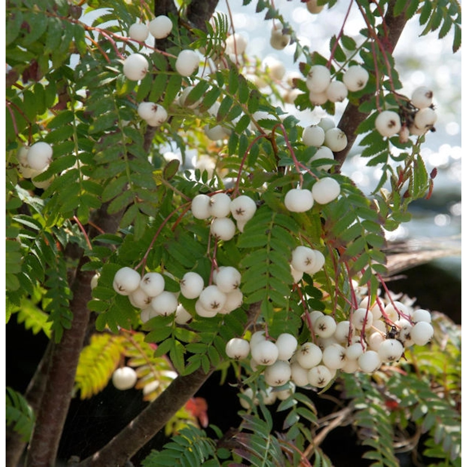 Weiße Zwerg Eberesche 60-80cm - Sorbus koehneana günstig online kaufen