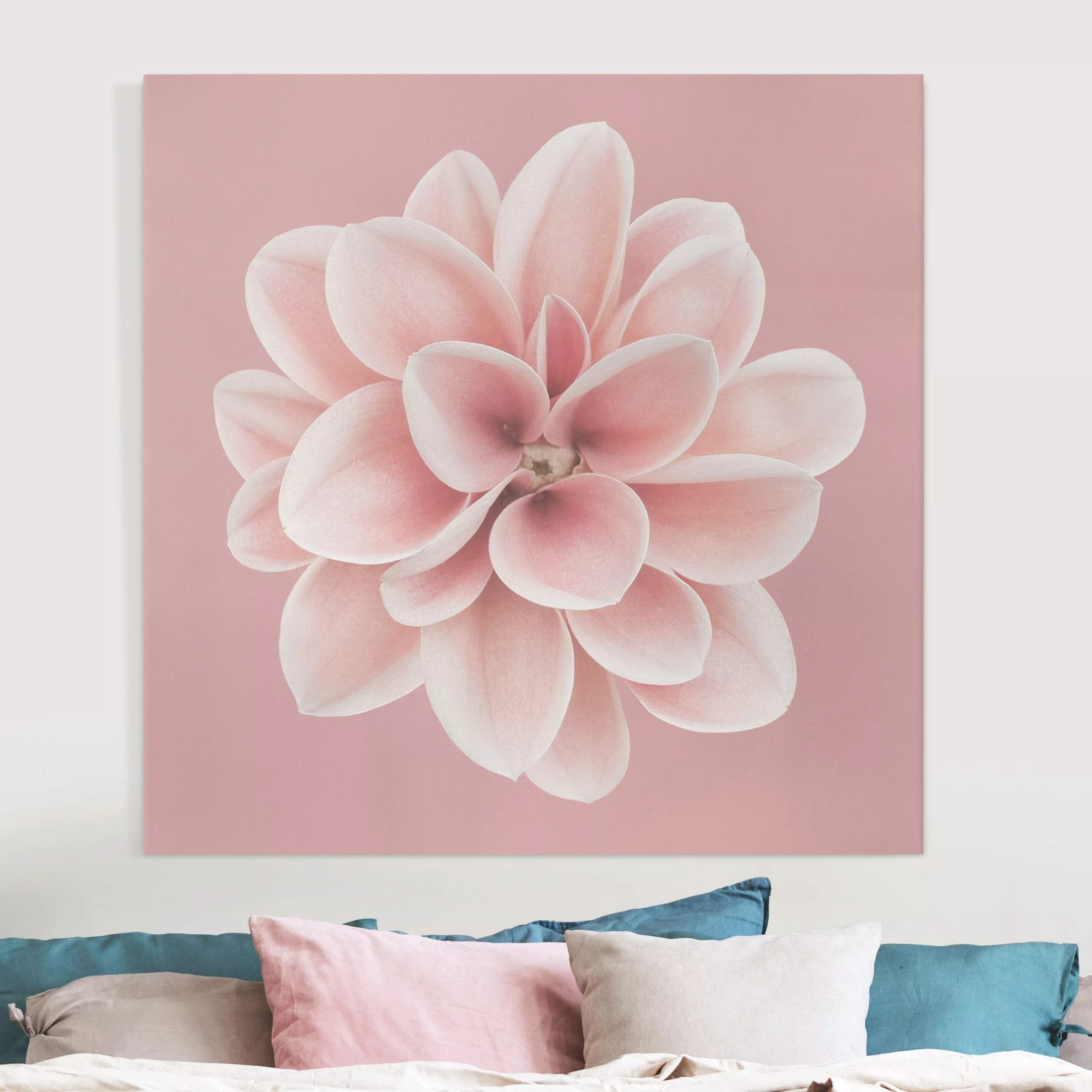 Leinwandbild Dahlie Rosa Blush Blume Zentriert günstig online kaufen