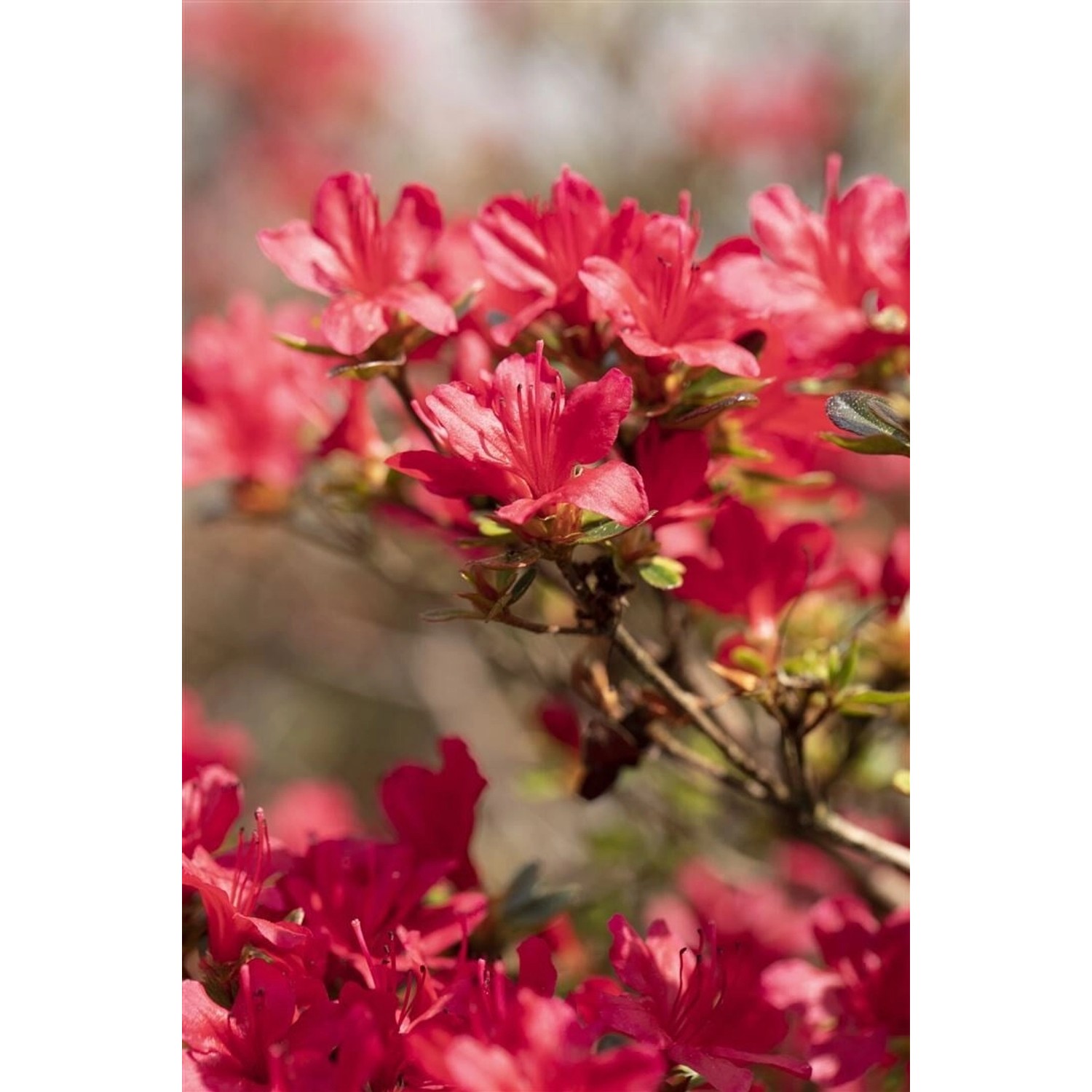 Rhododendron Obt. Hino-Crimson Leuchtend Rot 30–40 cm günstig online kaufen