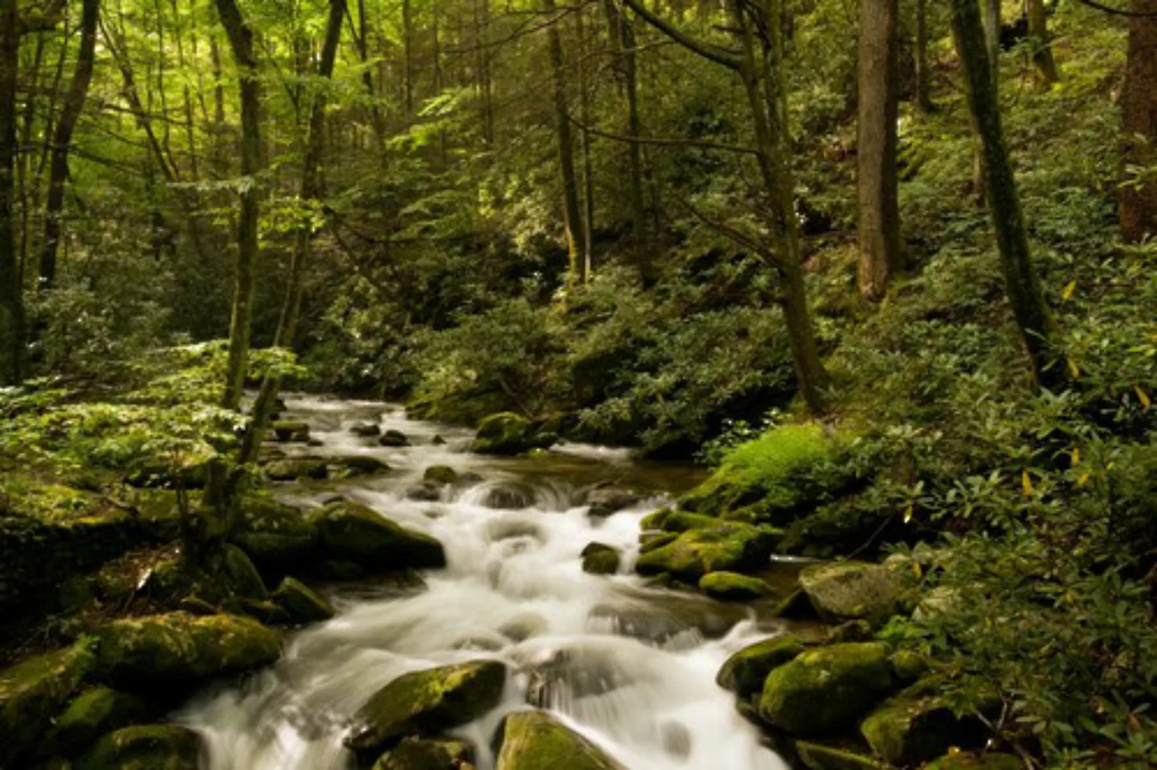 Papermoon Fototapete »BACH IM WALD-BÄUME FLUSS SEE STEINE BLUMEN BERGE SONN günstig online kaufen