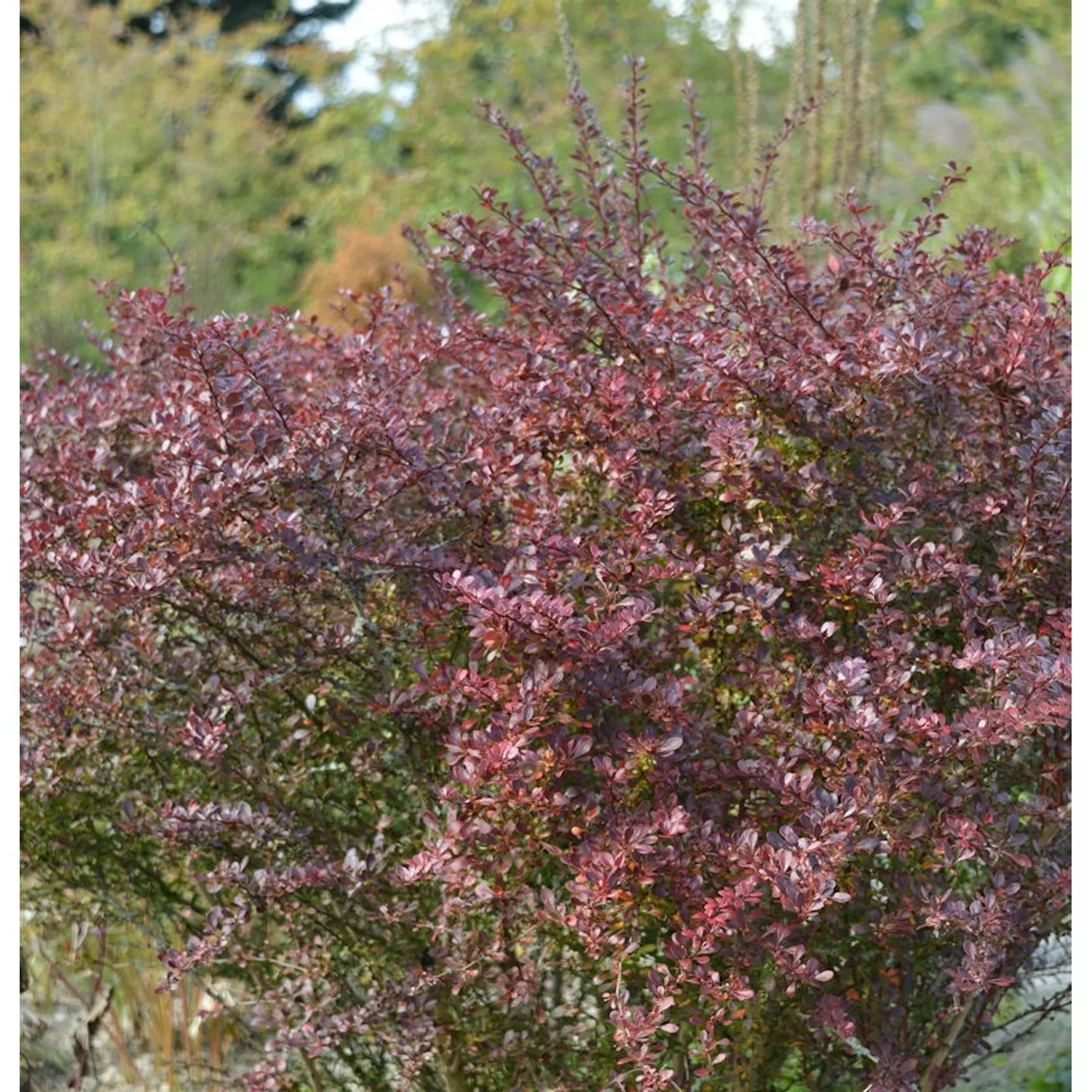 Beberitze Coral 15-20cm - Berberis thunbergii günstig online kaufen