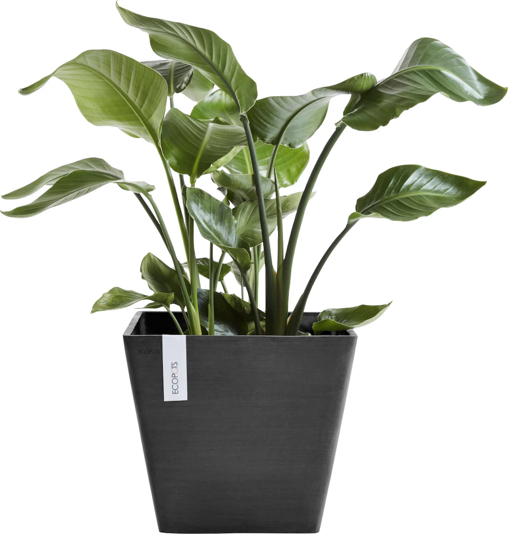 Ecopots Pflanztopf Rotterdam Dunkelgrau 50 cm günstig online kaufen