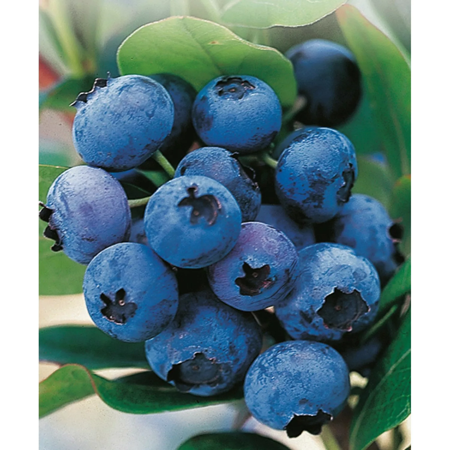 Heidelbeere Hortiblue Petite Höhe 40 - 60 cm Topf-Ø 4,6 l Vaccinium günstig online kaufen