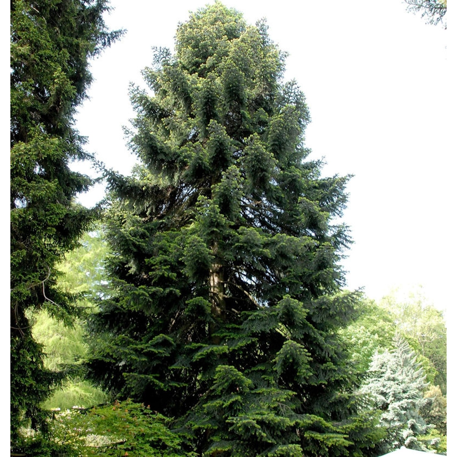 Nordmannstanne 100-125cm - Abies nordmanniana günstig online kaufen