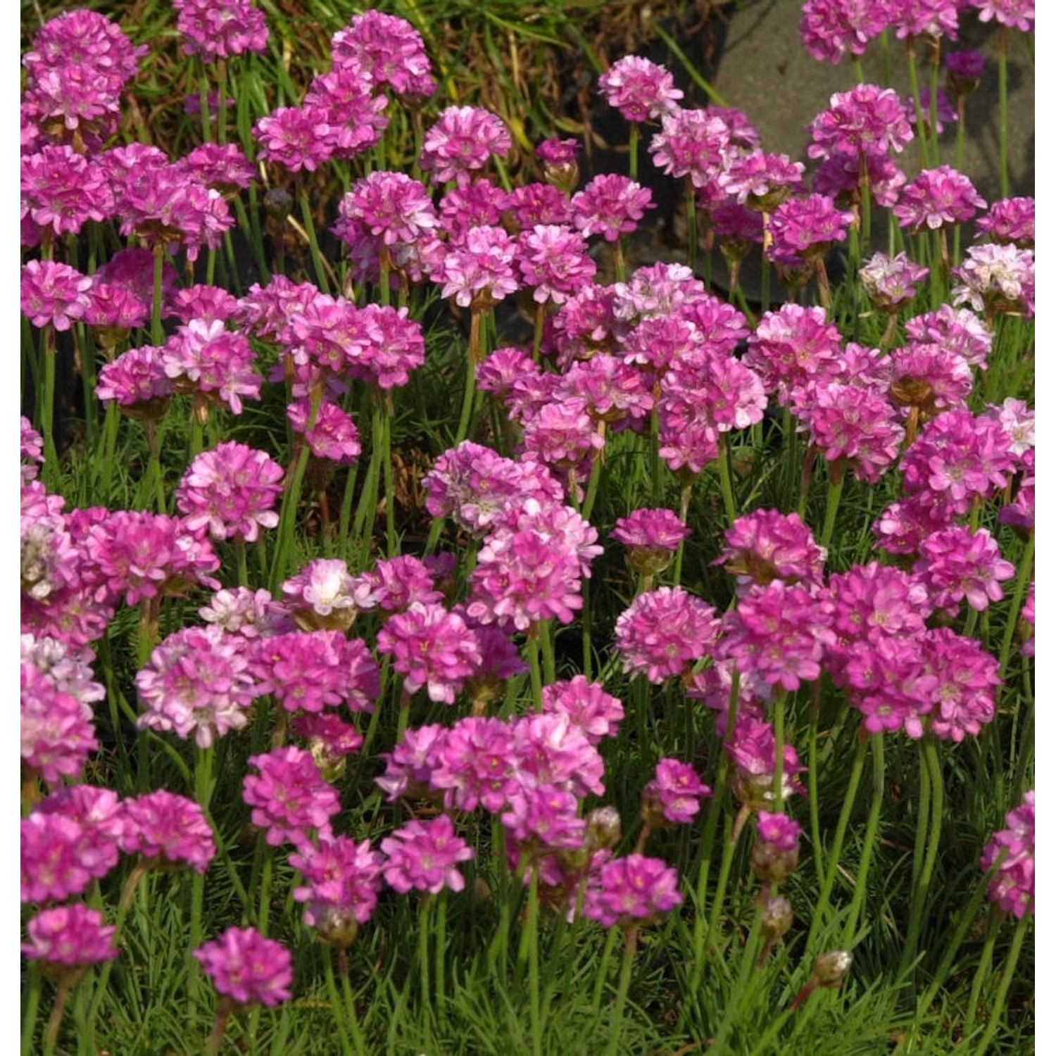 Strandnelke Rosea Compacta - Armeria maritima günstig online kaufen