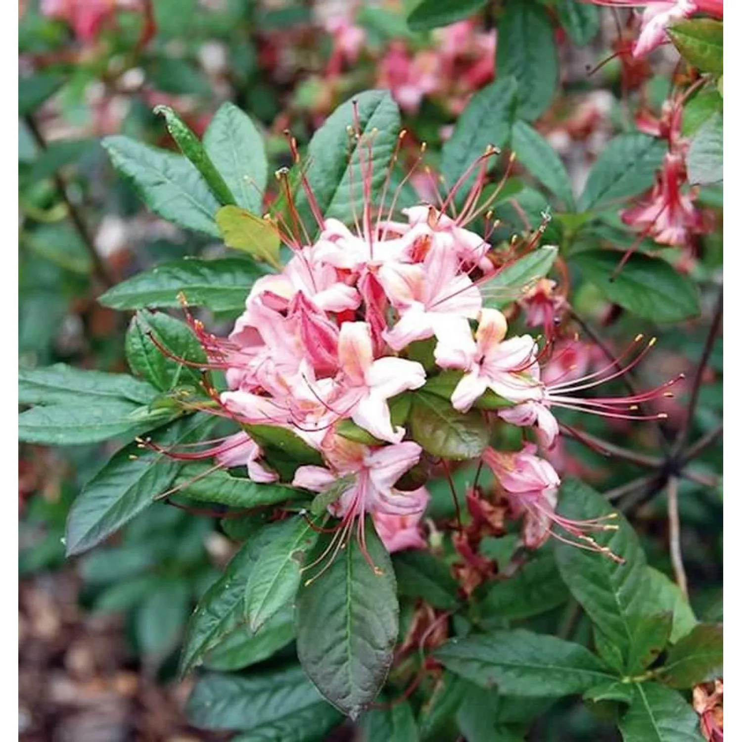 Rhododendron Lollipop 30-40cm  Rhododendron viscosum günstig online kaufen