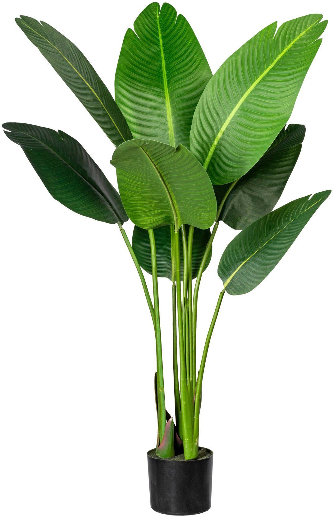 Künstliche Zimmerpflanze Strelitzia Strelitzia, Creativ green, günstig online kaufen