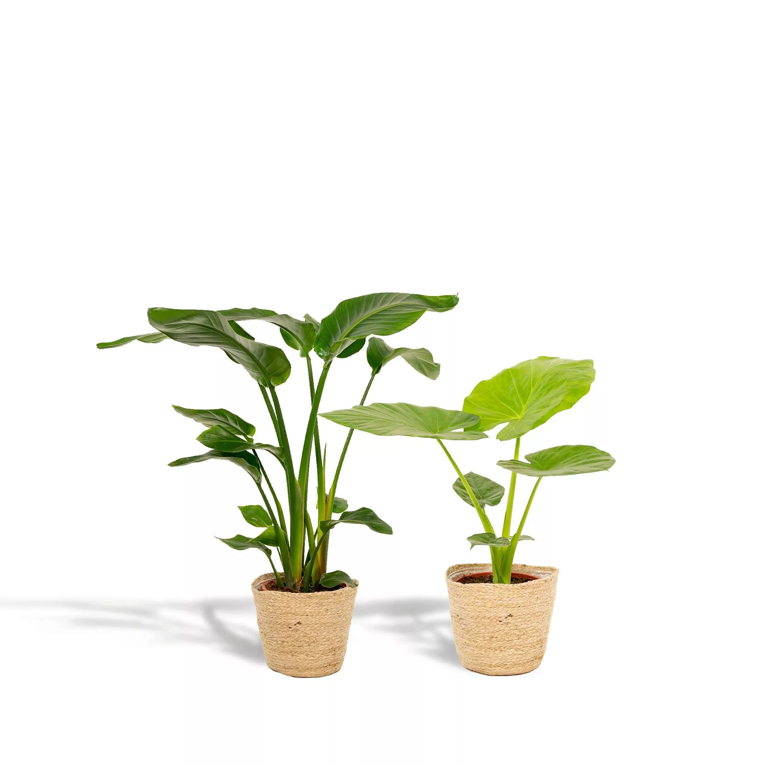 Hello Plants | Set mit 2 Zimmerpflanzen im Korb - Strelitzia & Alocasia günstig online kaufen