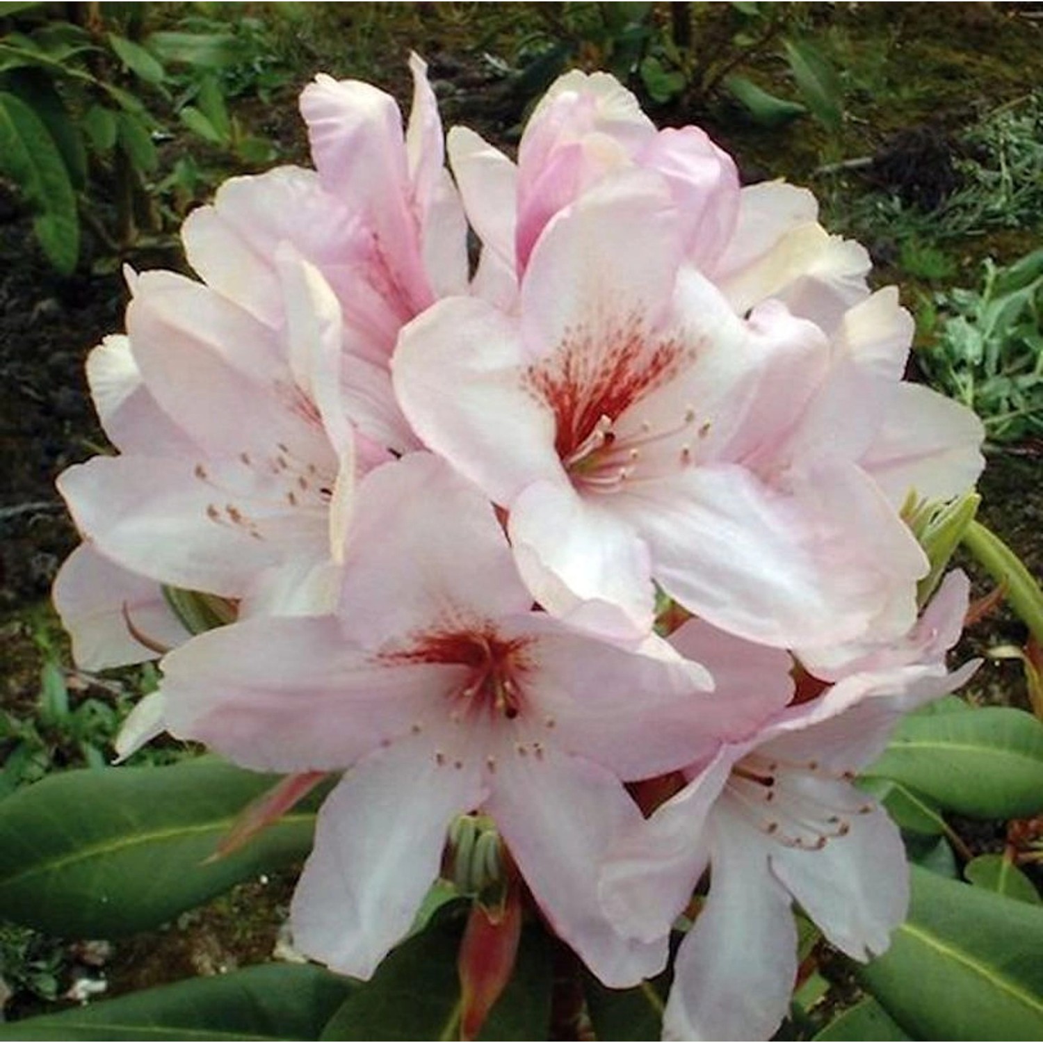 Großblumige Rhododendron Paola 40-50cm - Alpenrose günstig online kaufen