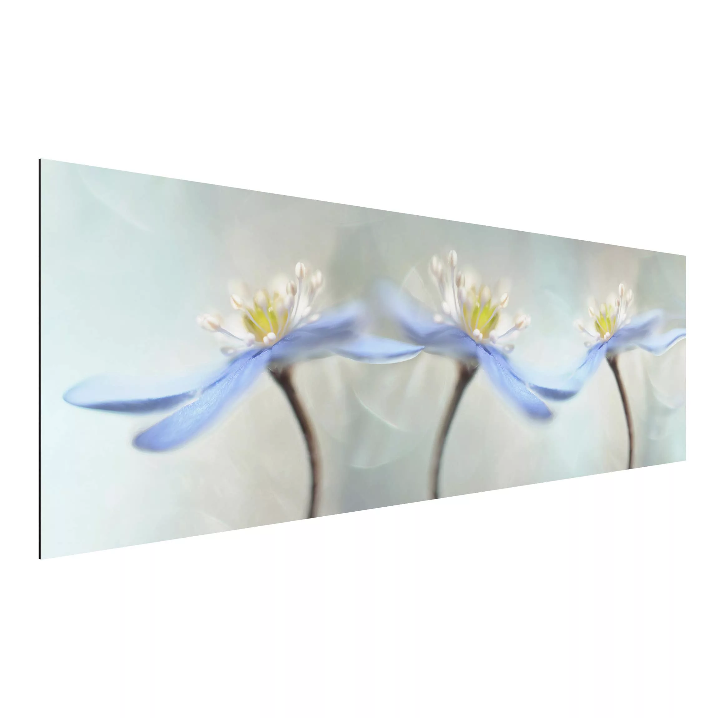 Alu-Dibond Bild Blumen - Panorama Tanzende Anemonen günstig online kaufen