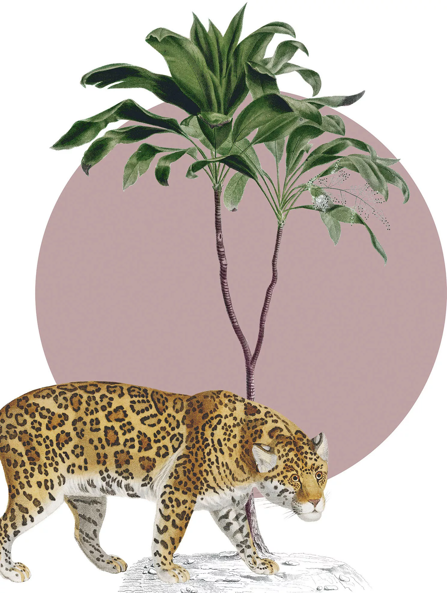 Komar Wandbild "Botanical Garden Jaguar", (1 St.), Deutsches Premium-Poster günstig online kaufen
