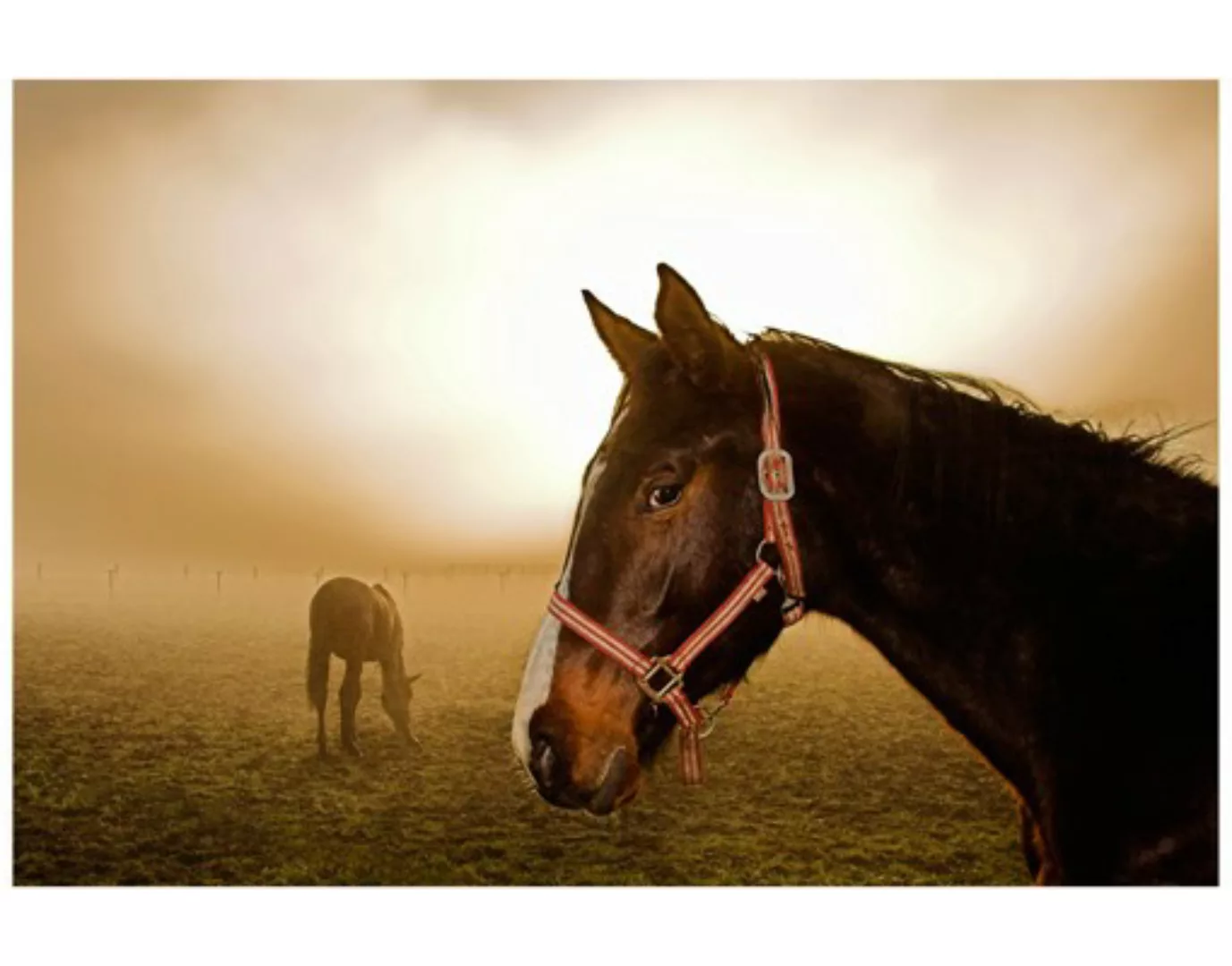 Fensterfolie Early Horse günstig online kaufen