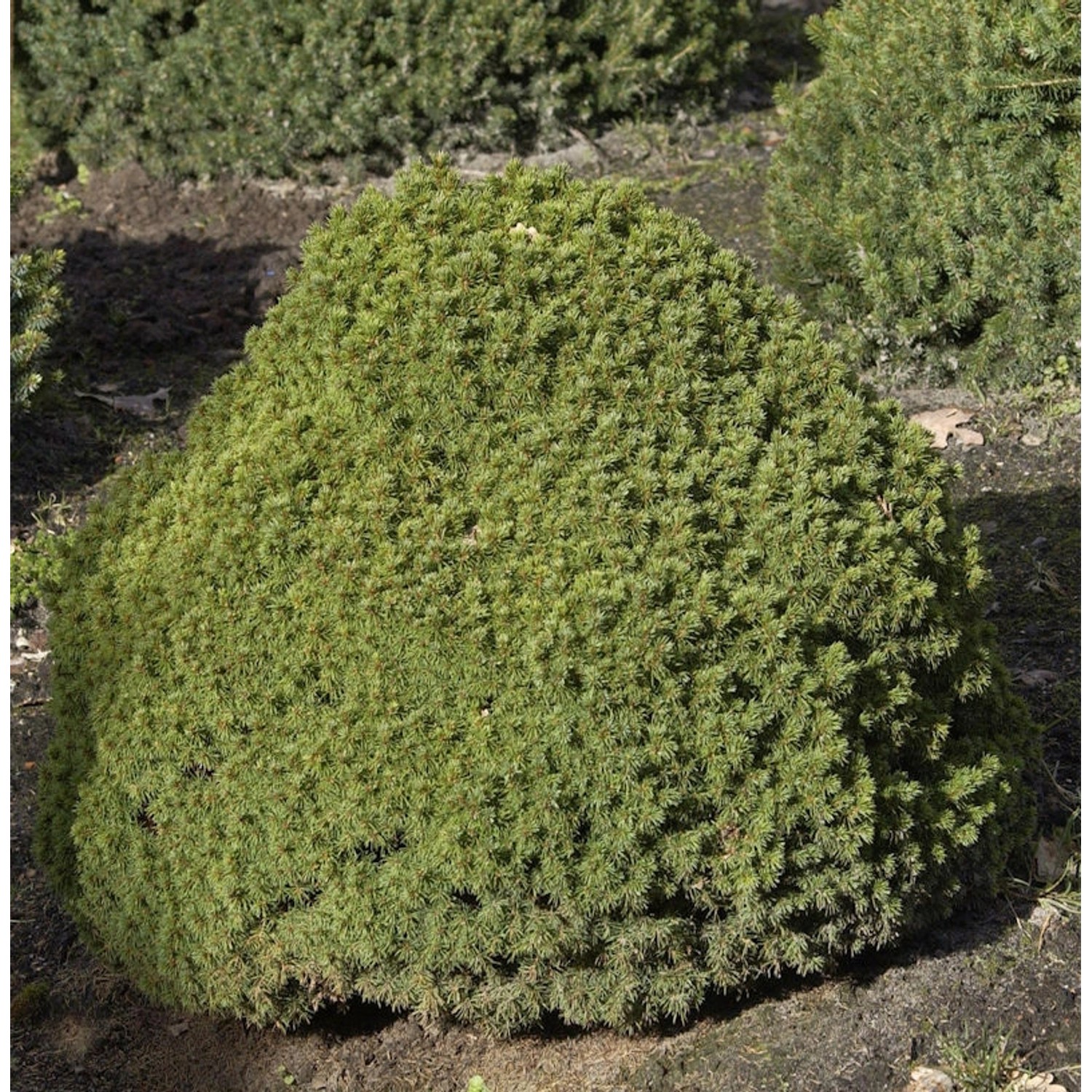 Kugelfichte Alberta Globe 25-30cm - Picea glauca günstig online kaufen