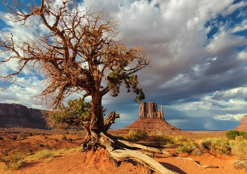 Papermoon Fototapete »Toter Baum in Wüste« günstig online kaufen