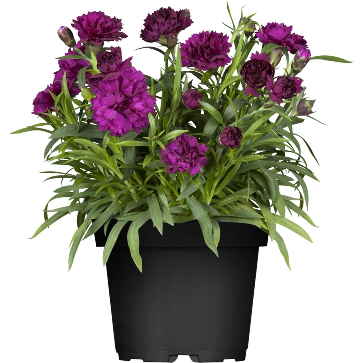 Gartennelke Violett Topf-Ø ca. 11 cm Dianthus caryophyllus günstig online kaufen