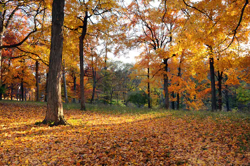 Papermoon Fototapete »Herbstwald« günstig online kaufen