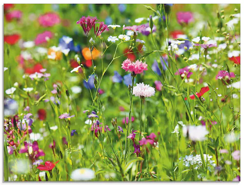 Artland Glasbild »Blumenwiese I«, Blumenwiese, (1 St.), in verschiedenen Gr günstig online kaufen