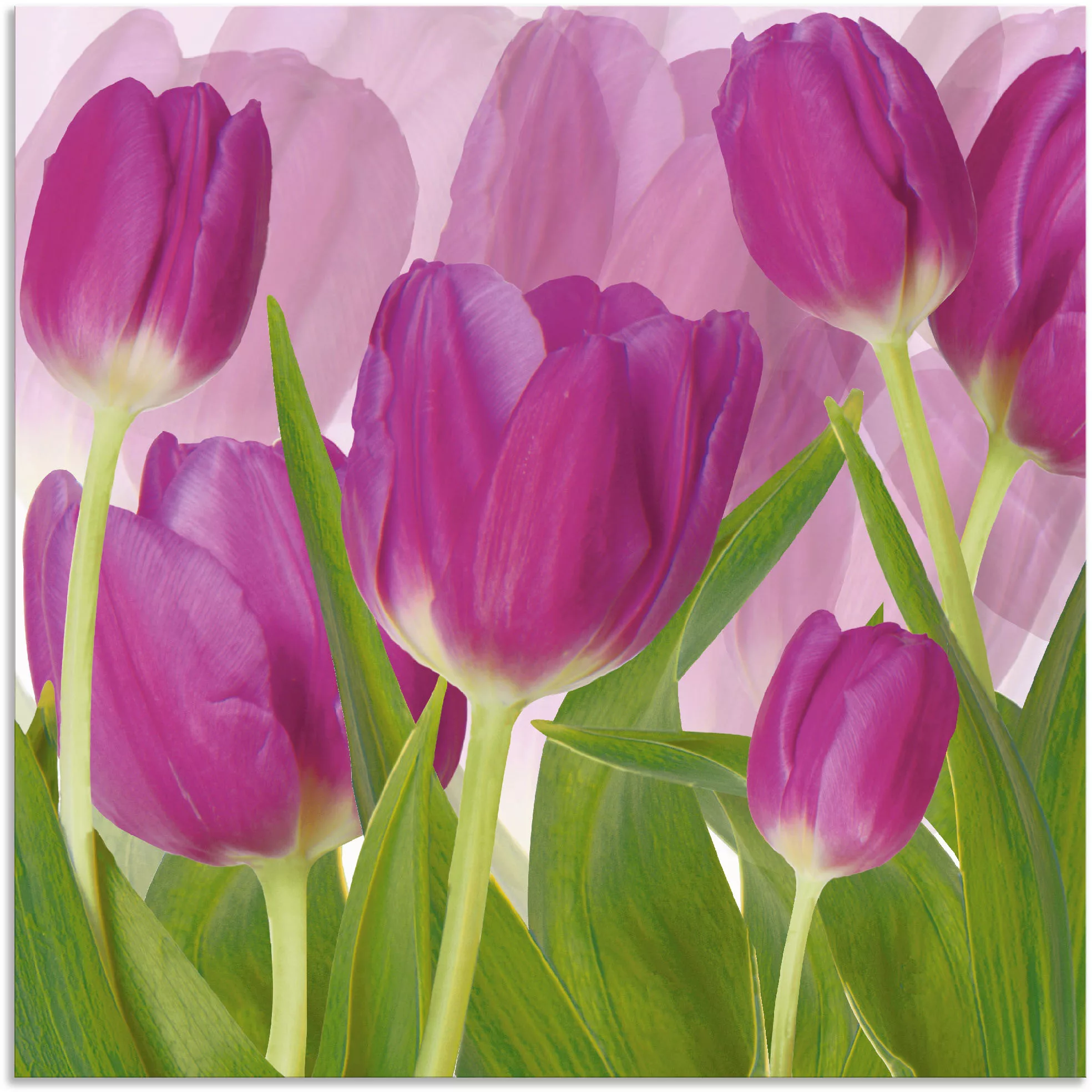 Artland Wandbild »Tulpenfeld lila«, Blumen, (1 St.) günstig online kaufen