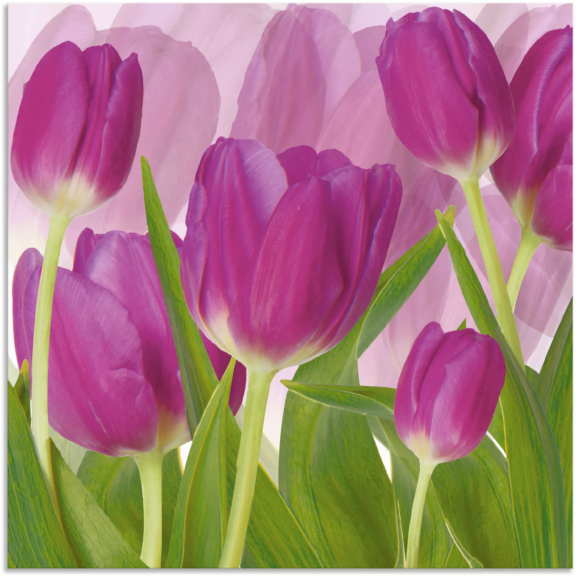 Artland Wandbild "Tulpenfeld lila", Blumen, (1 St.), als Alubild, Outdoorbi günstig online kaufen